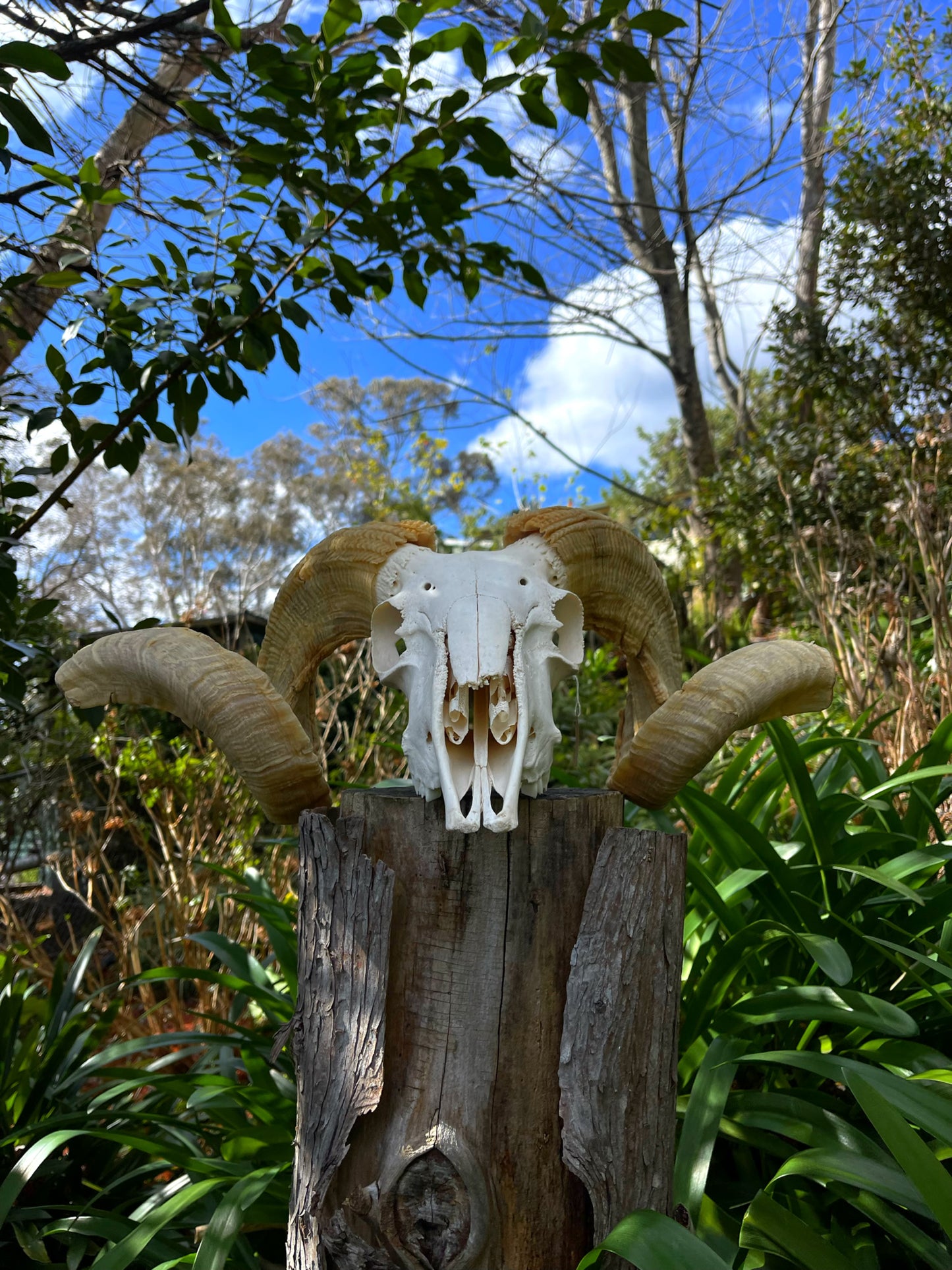 Australian Merino Ram Skull