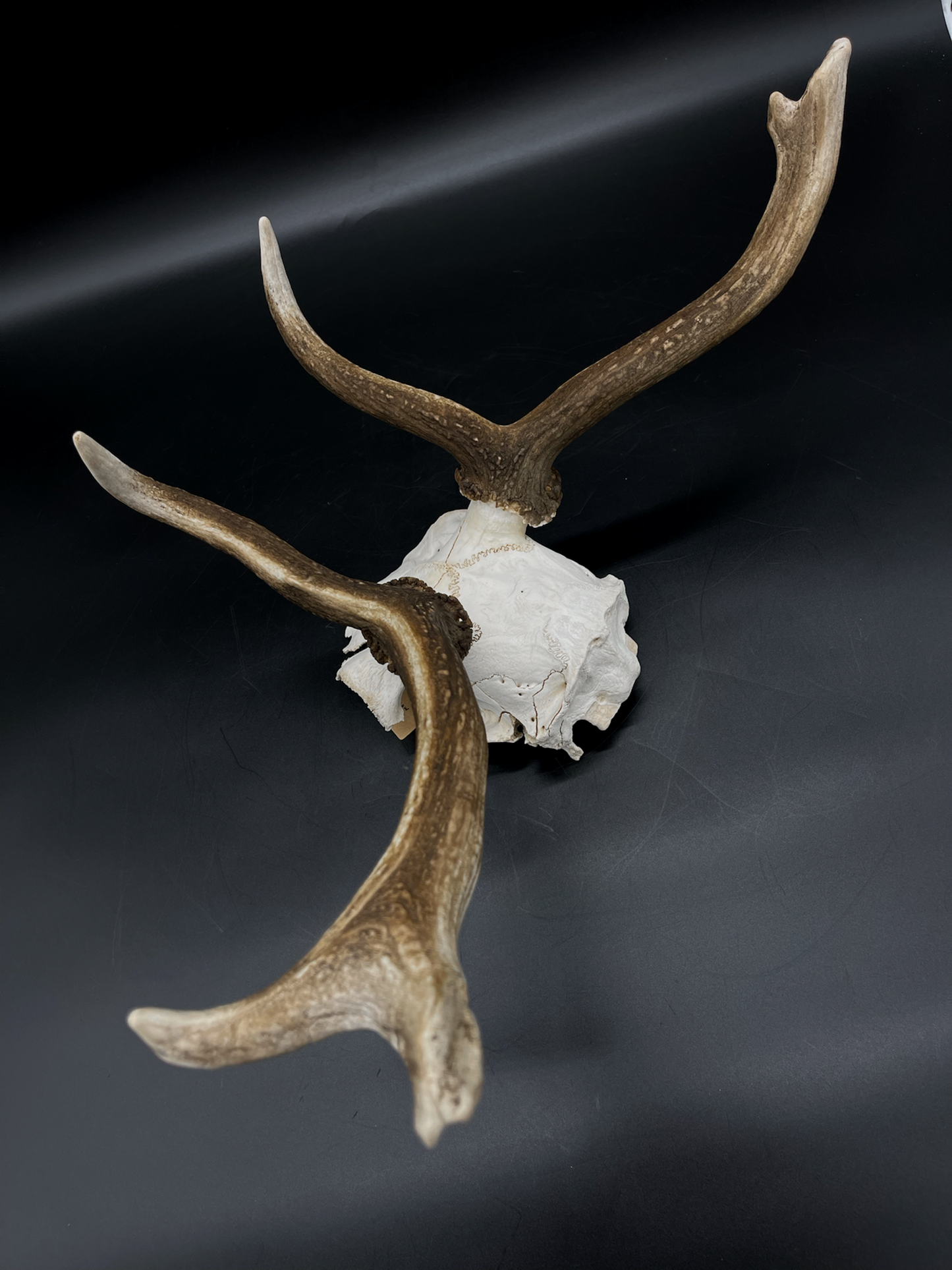Craft Grade Fallow Buck Skull Cap