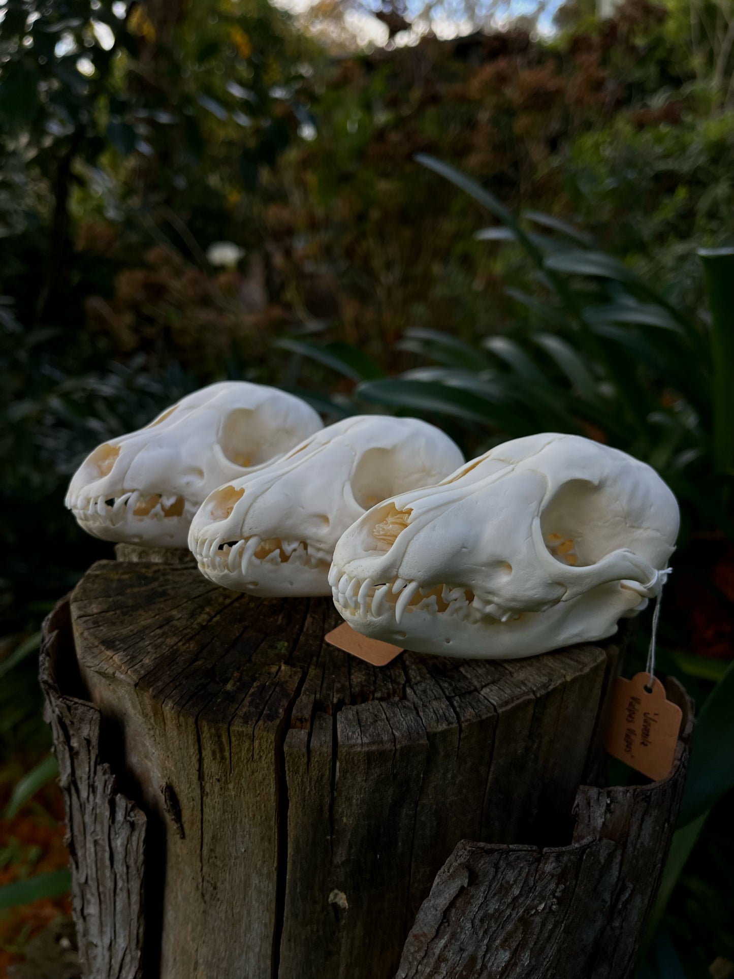 Juvenile Australian Red Fox Kit Skull