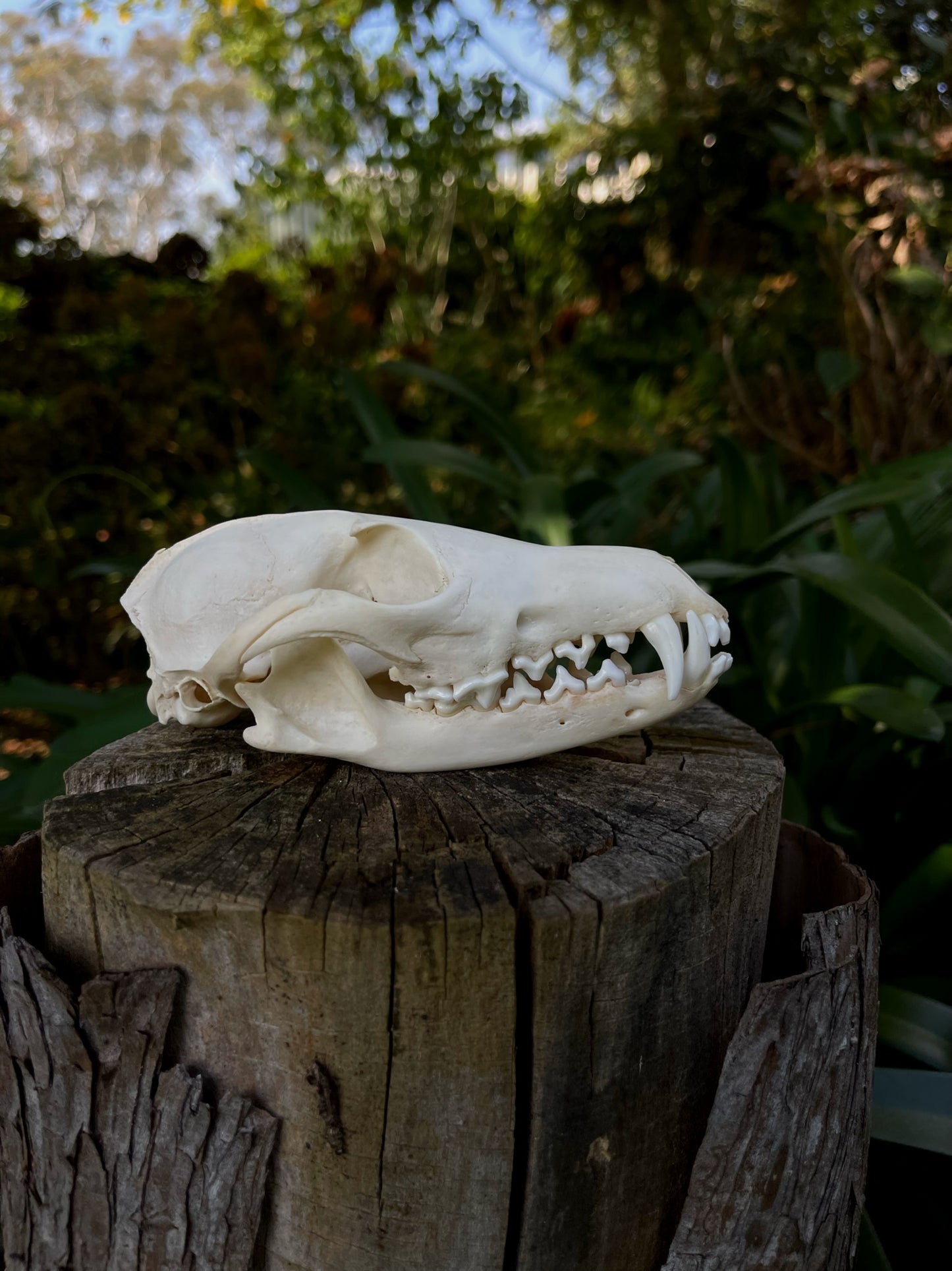 Red Fox skull (B Grade)