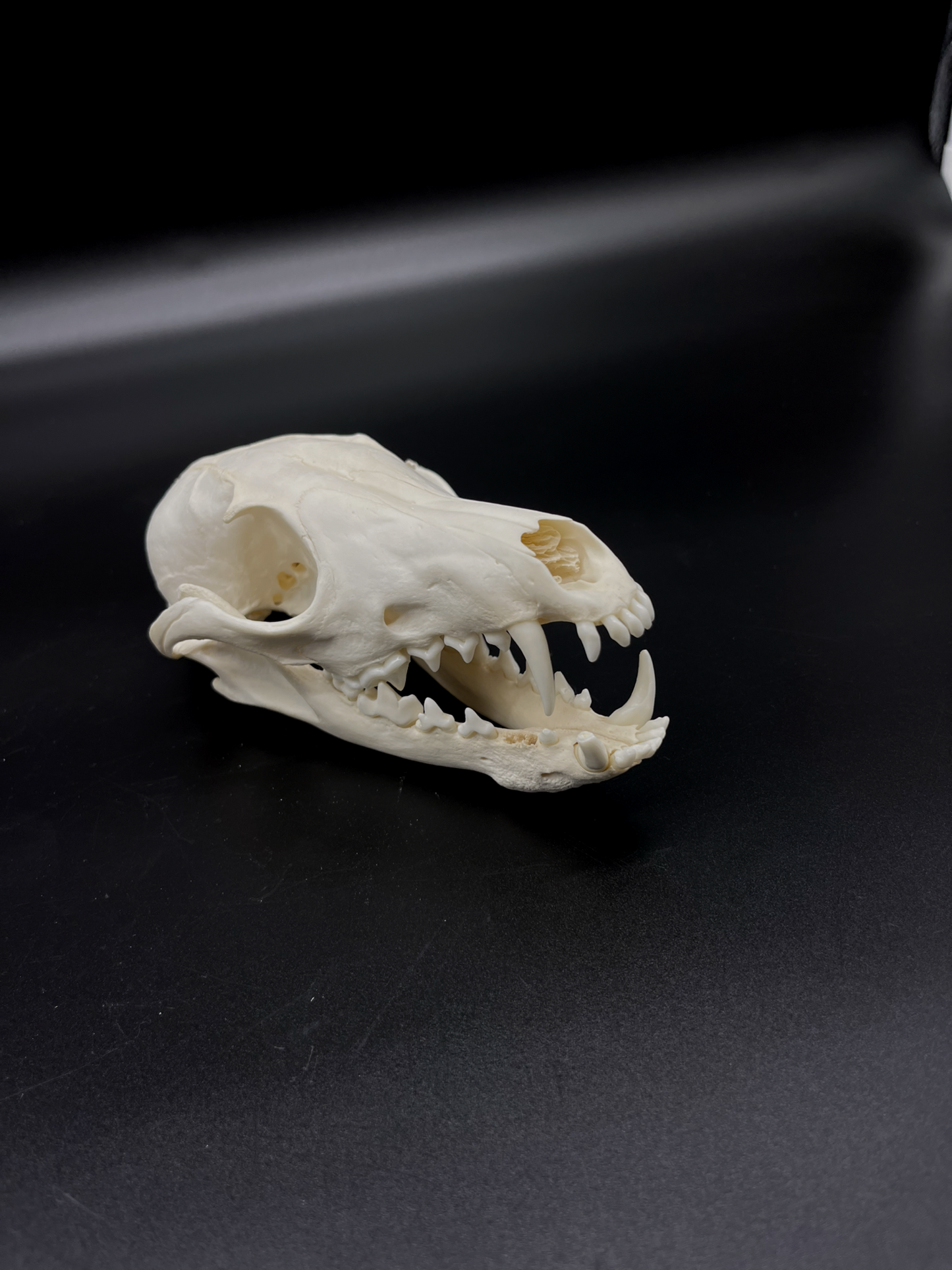 Pathological Red Fox Skull
