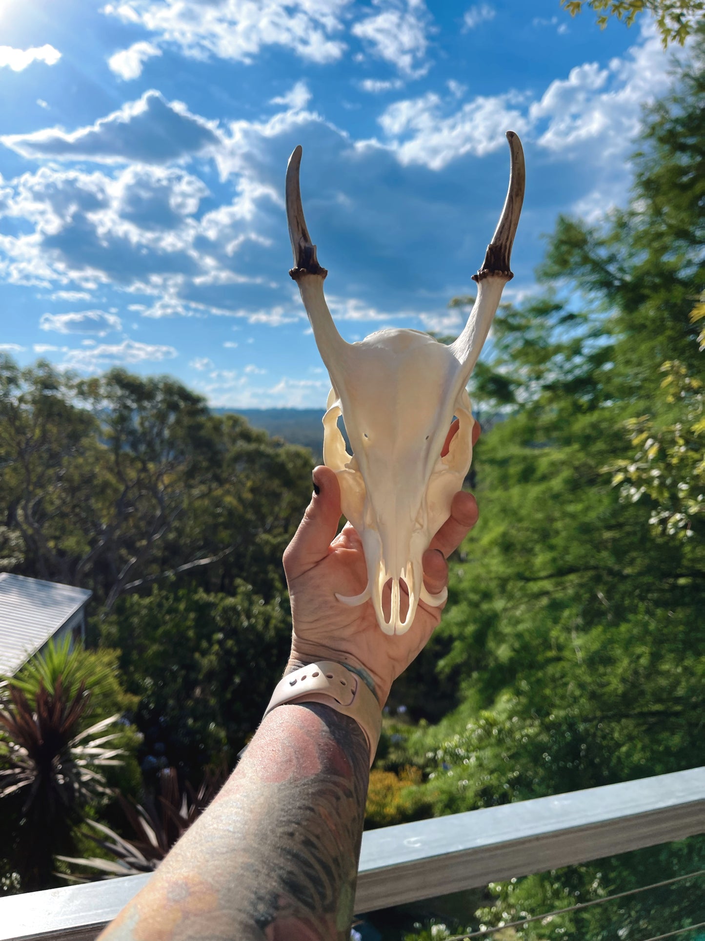 Reeves' muntjac skull (Muntiacus reevesi)