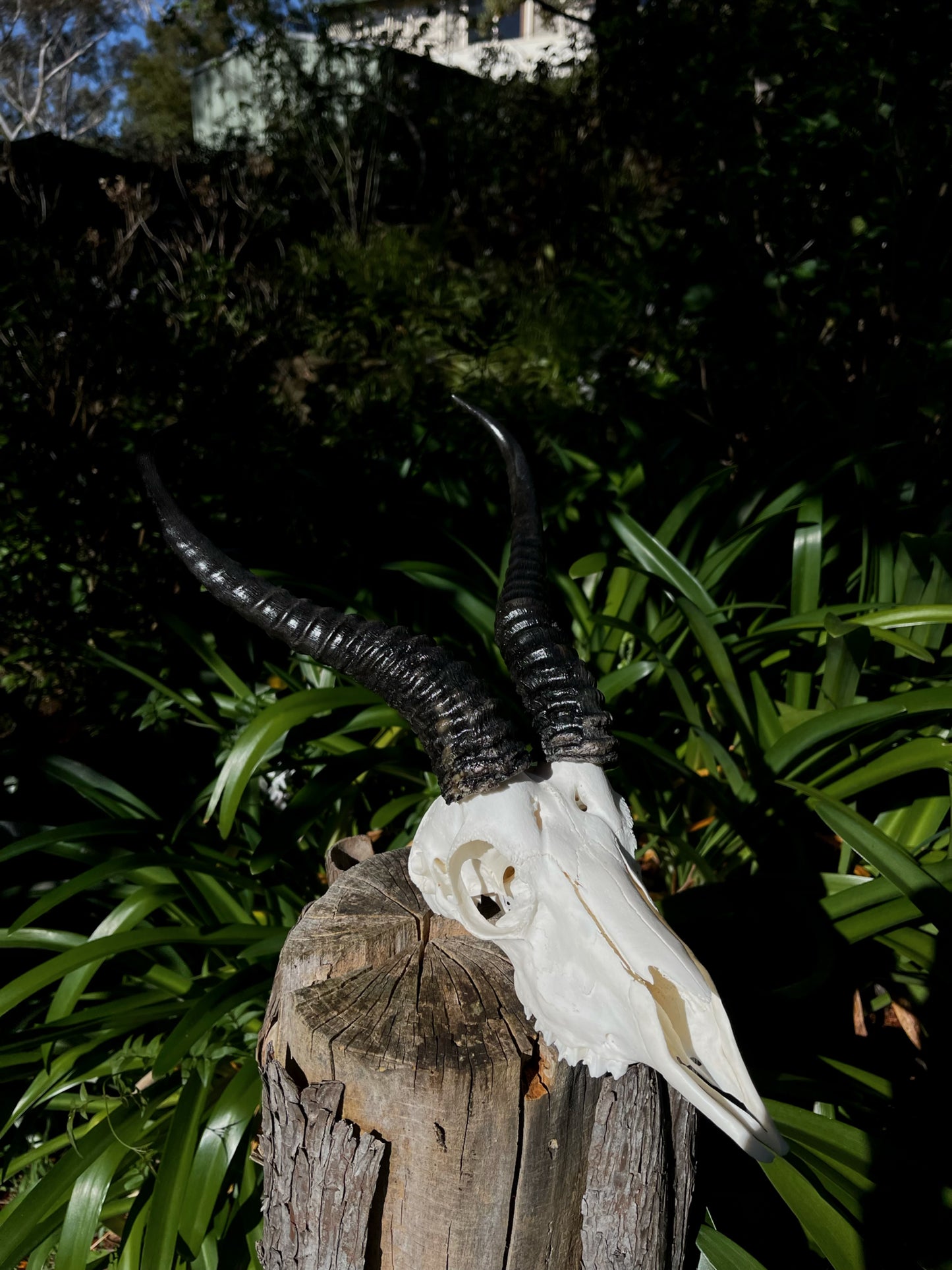 Springbok Ram Skull (AFRICA)