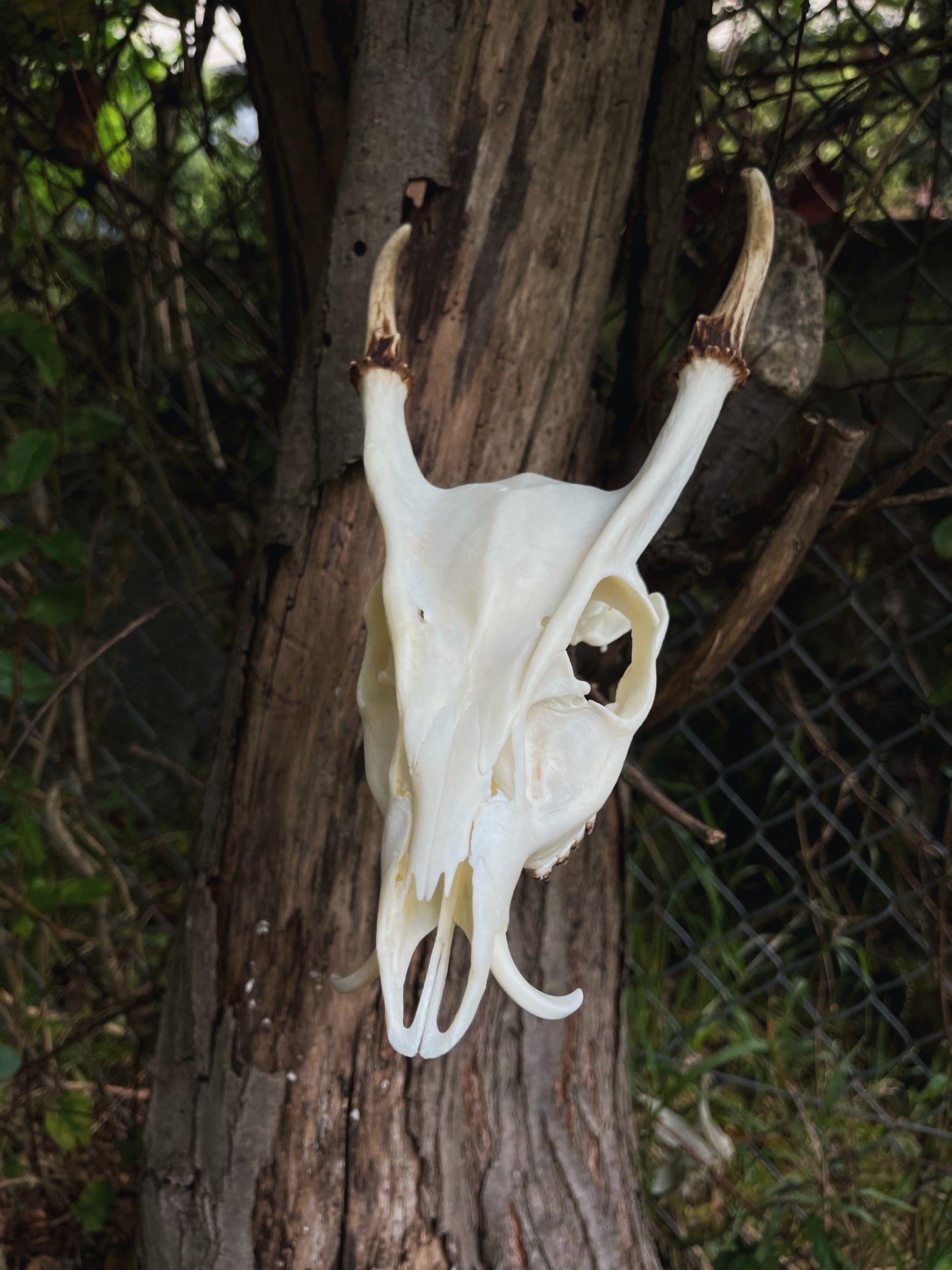 Reeves' muntjac skull (Muntiacus reevesi)