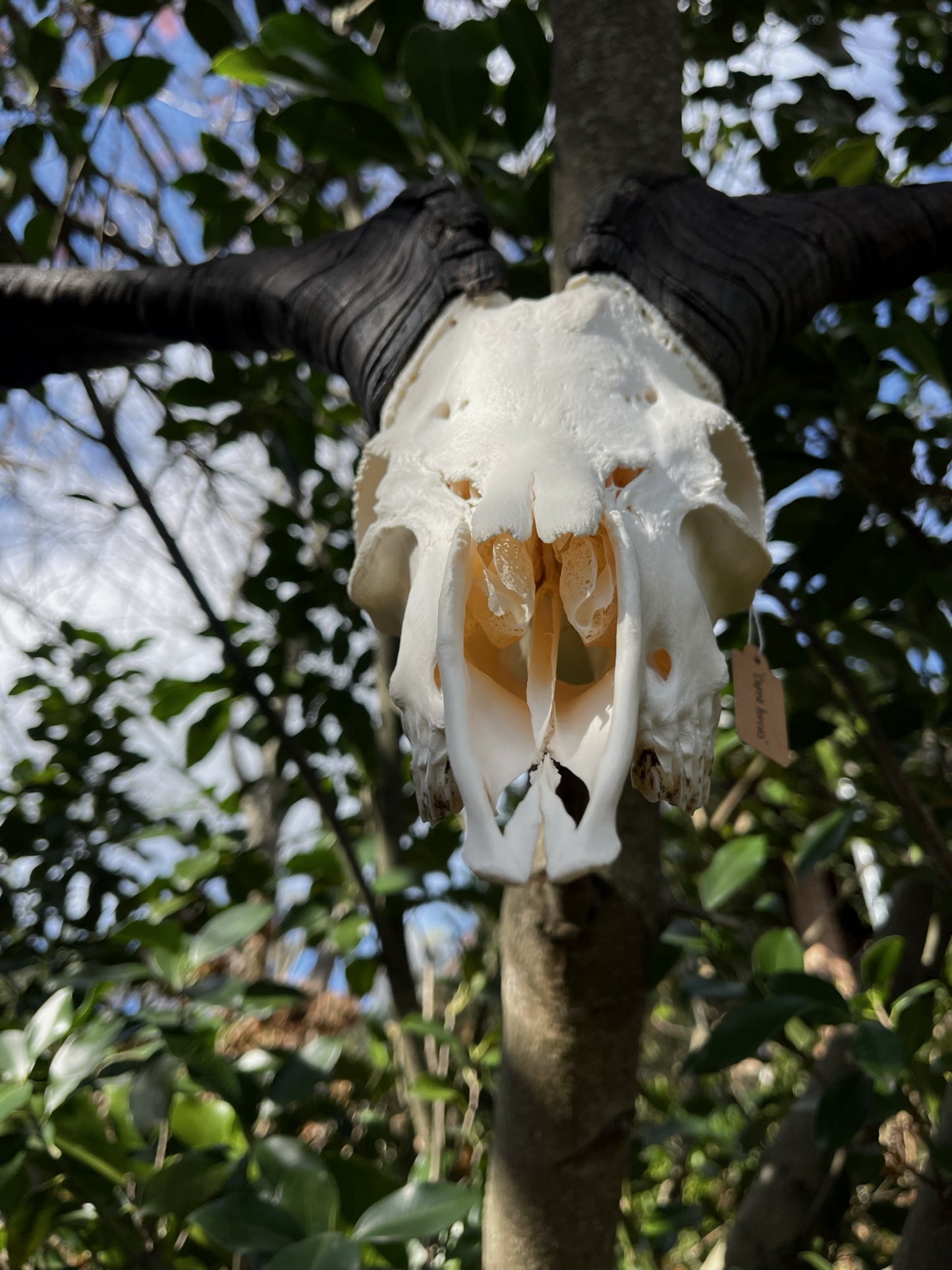 34” Billy Goat Skull/ Euro mount (MANDIBLES INCLUDED)