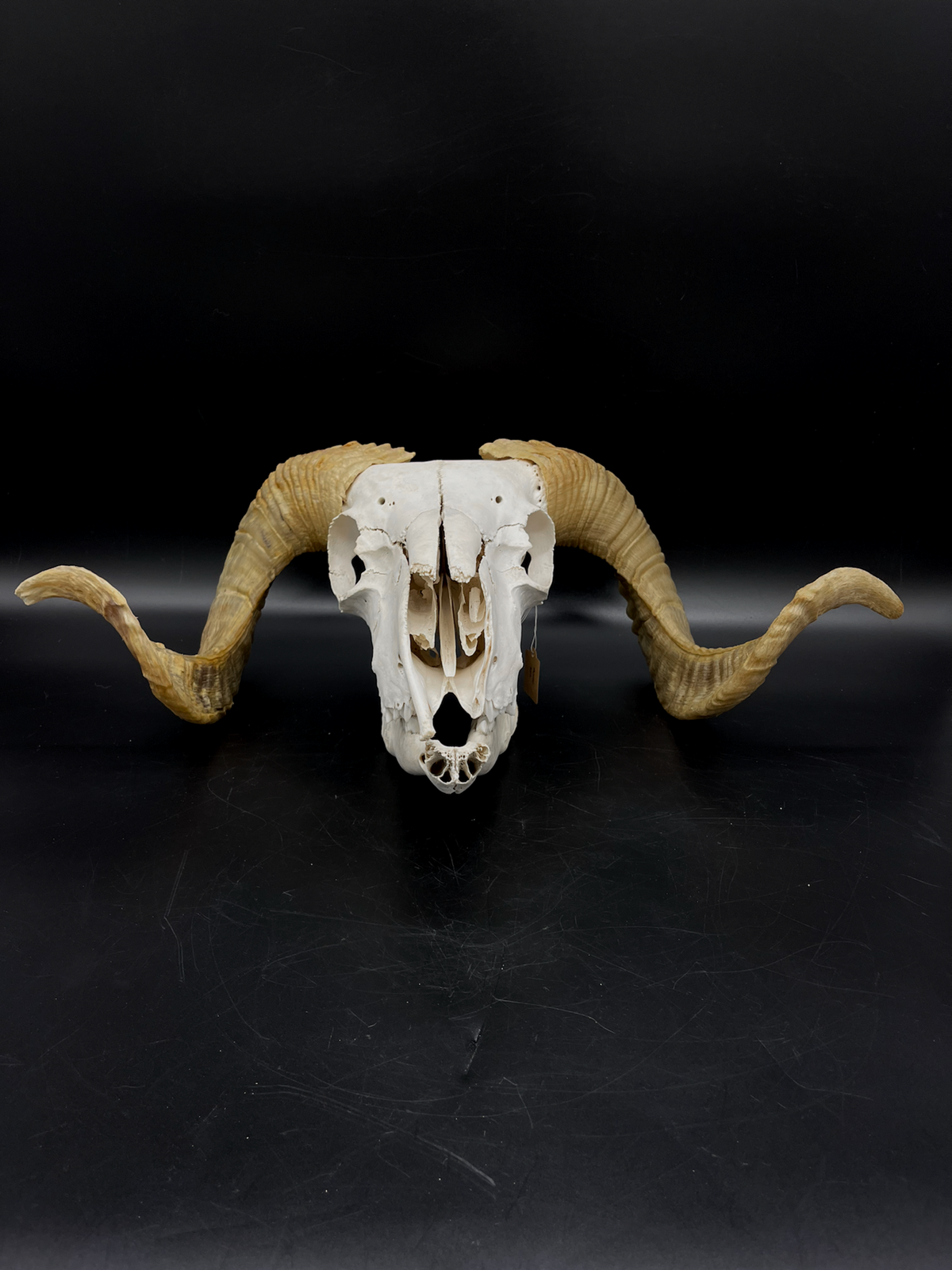 B Grade Merino Ram Skull + Mandibles