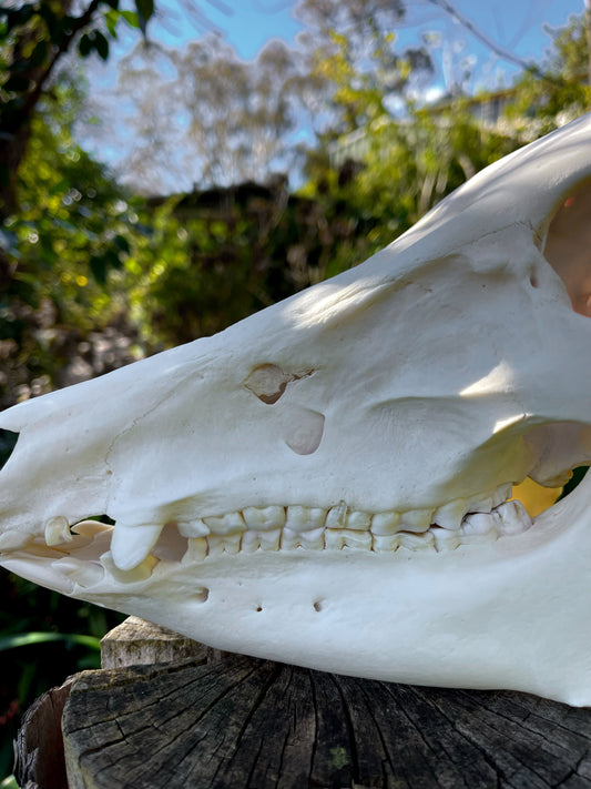 Geriatric Wild Pig Skull