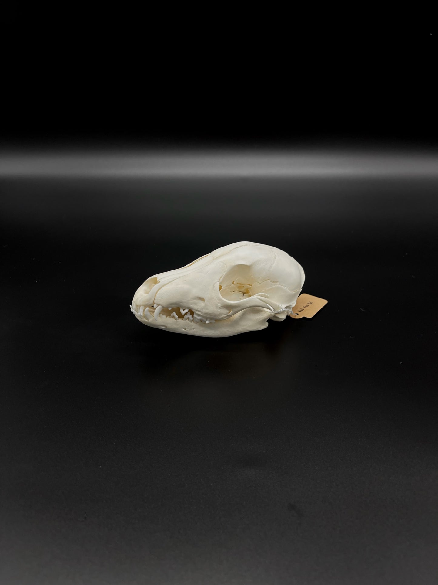 A Grade Australian Red Fox Kit Skull