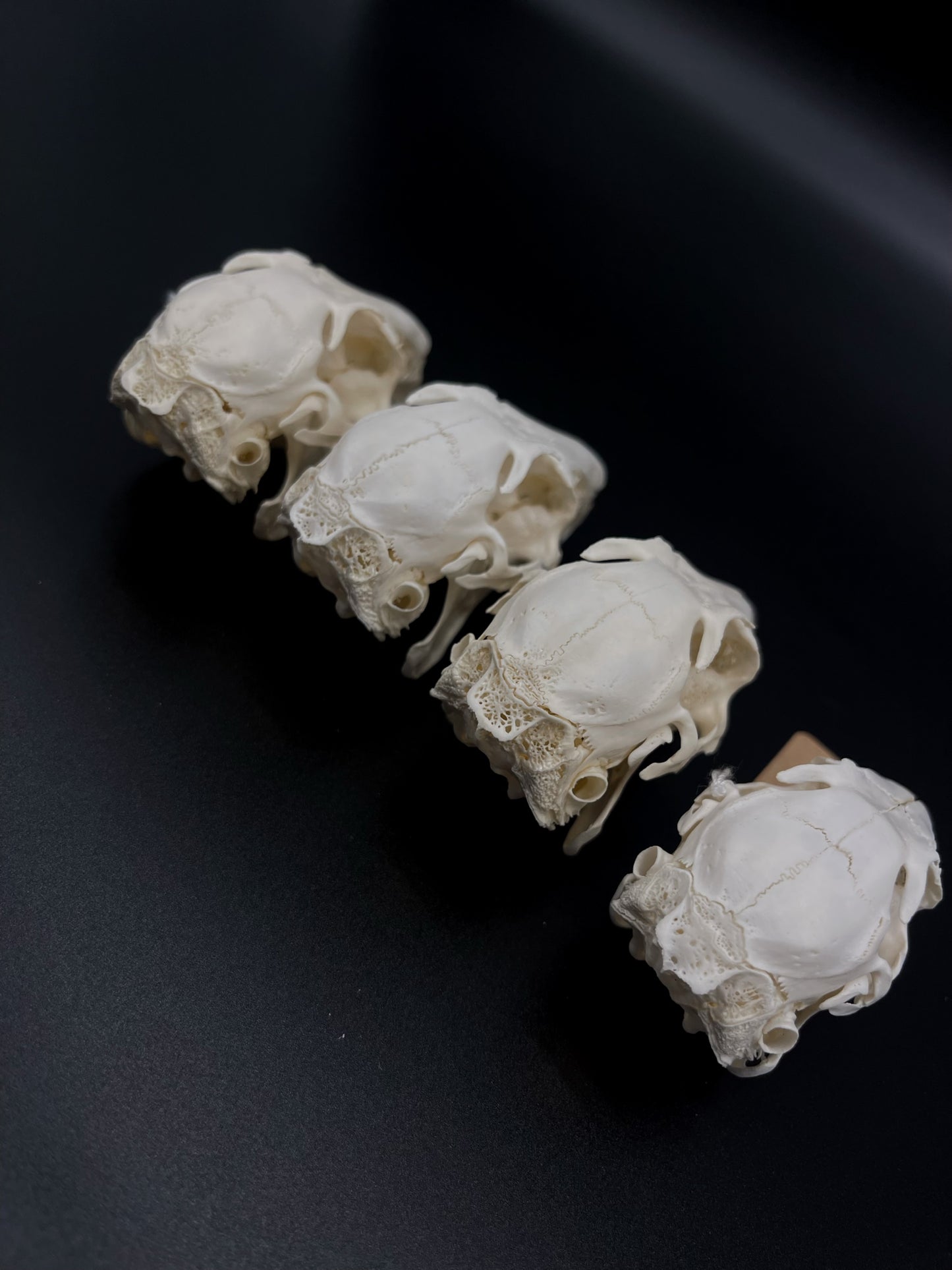 (A Grade) European Rabbit Skull