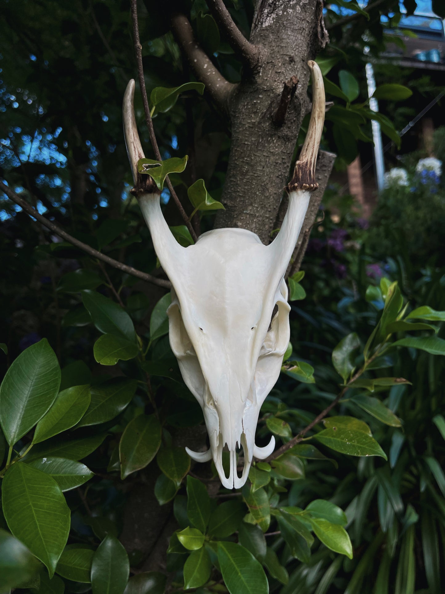 Reeves' muntjac skull (Muntiacus reevesi)