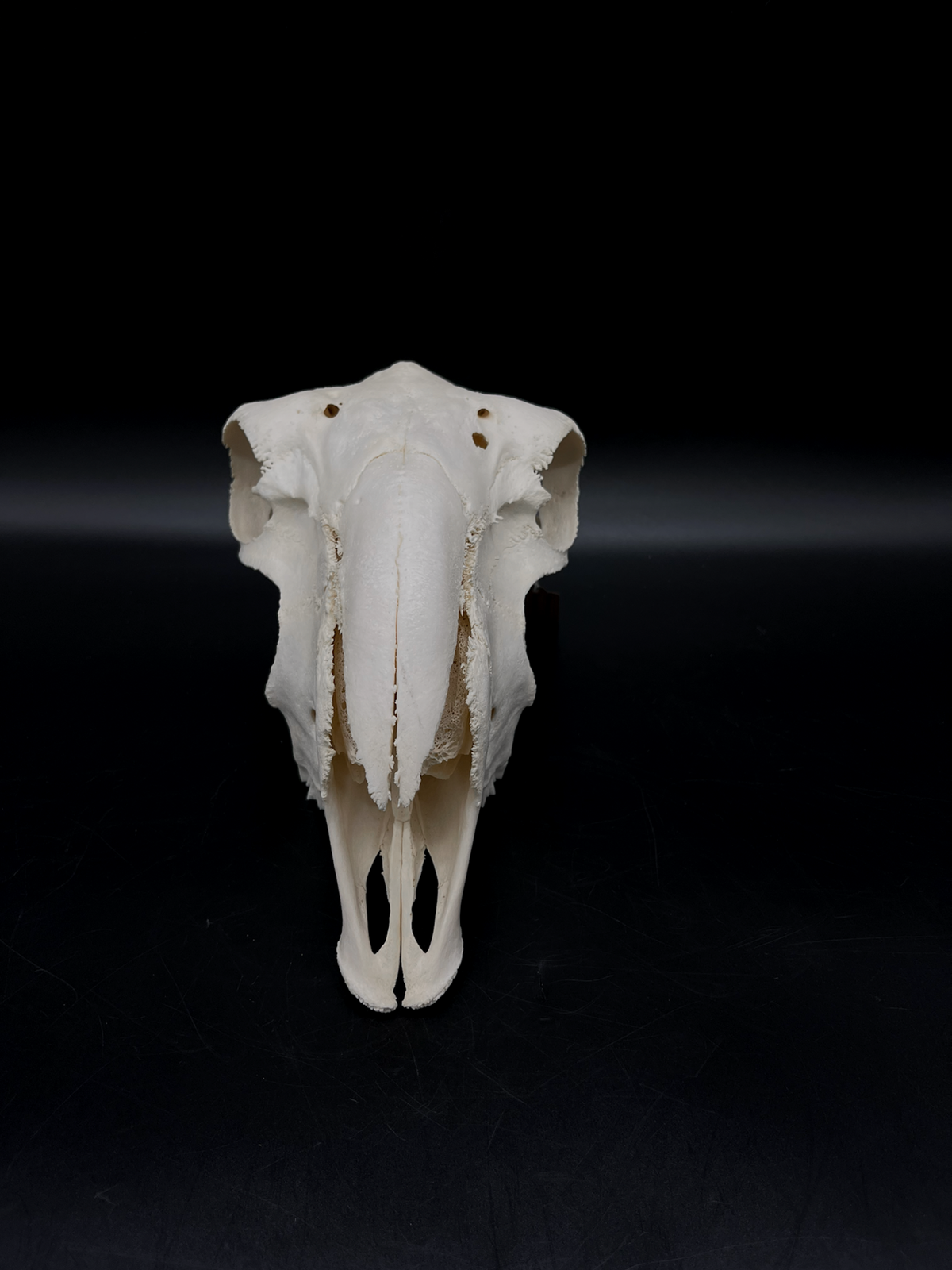 A- Grade Pathological Border Leicester Stud Ram Skull with Cranium blunt force trauma + a slight Wry Nose