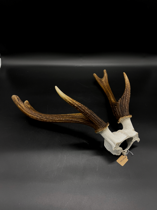 B Grade Rusa Stag Skull Cap