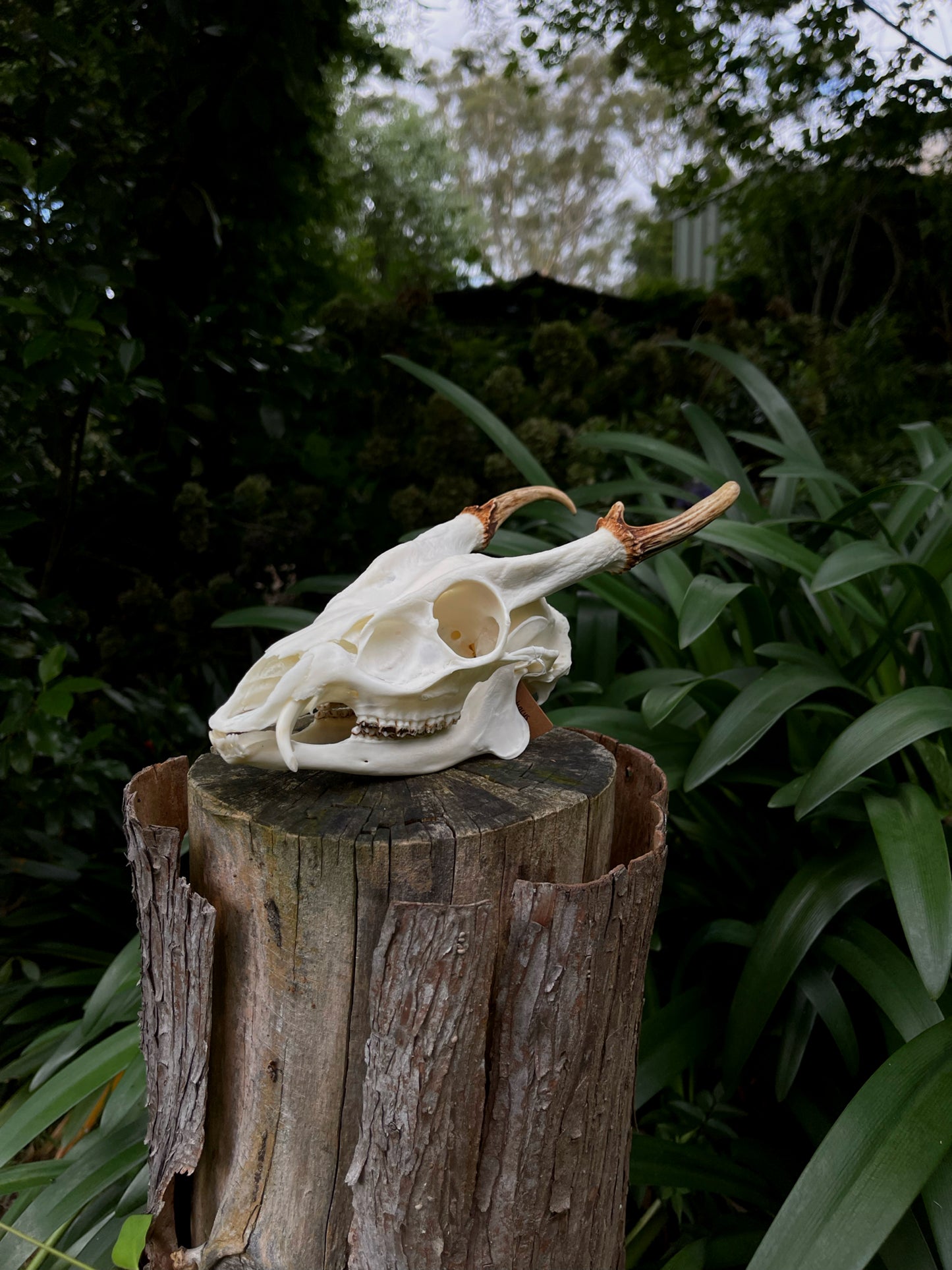 Reeves’s Muntjac Skull (UK)
