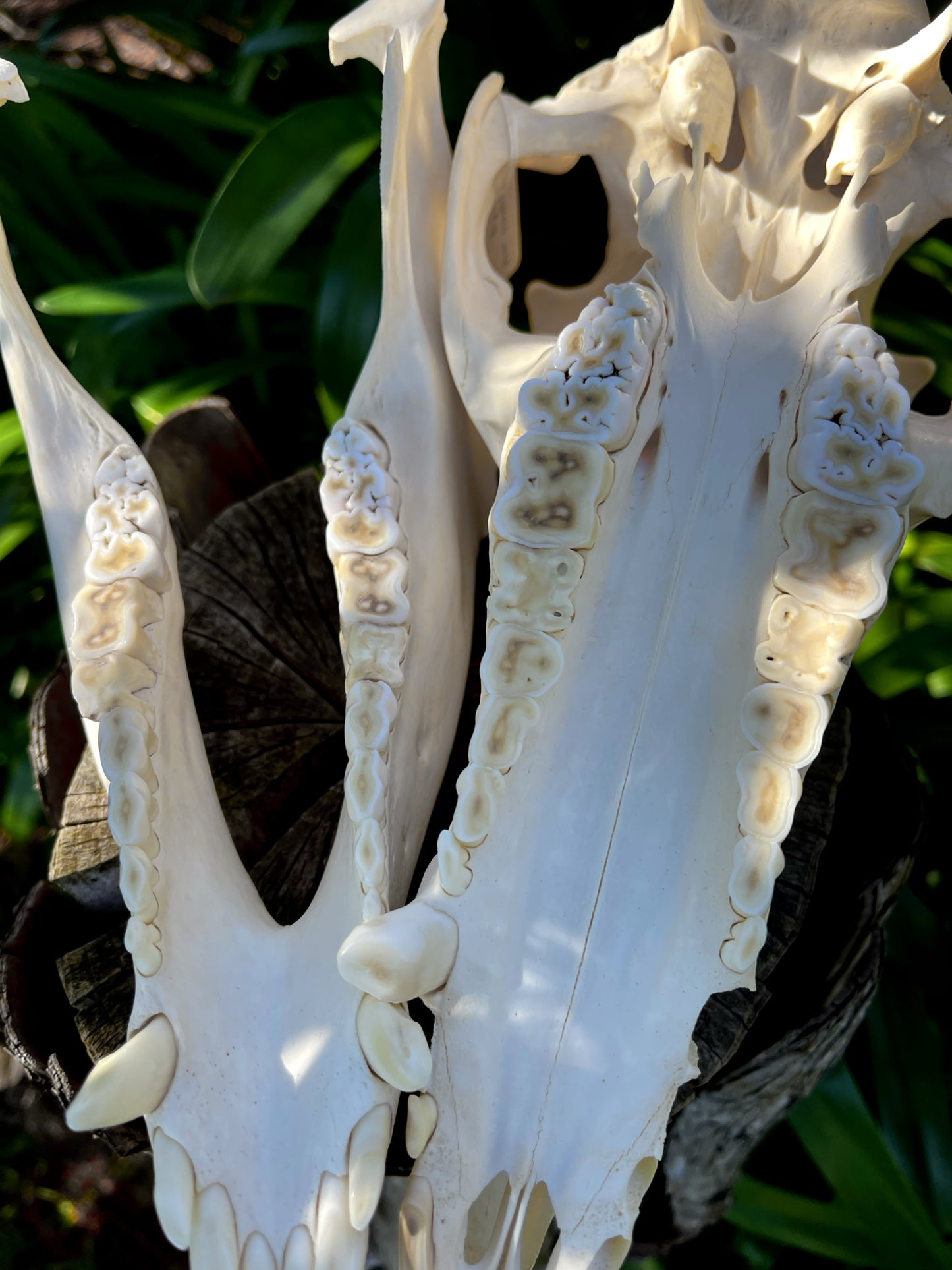 Geriatric Wild Pig Skull