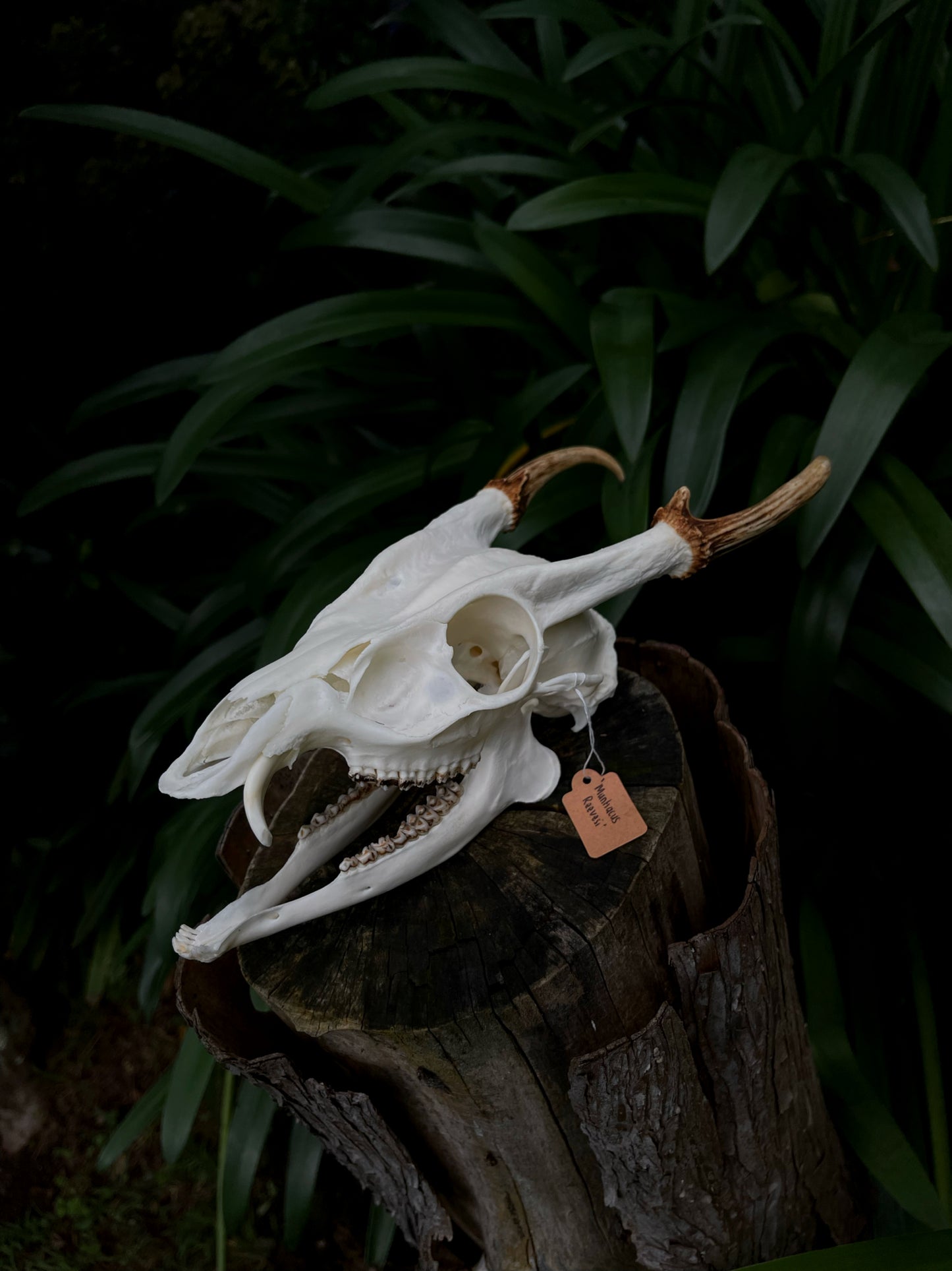 Reeves’s Muntjac Skull (UK)