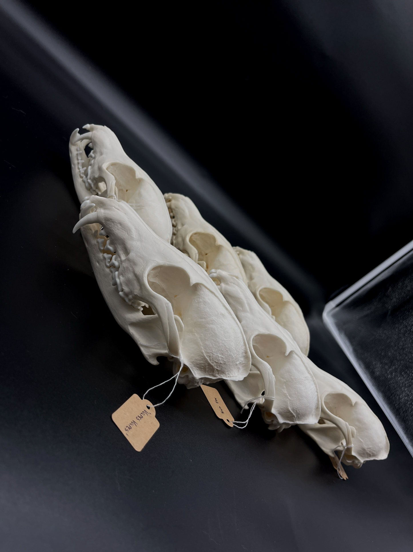 A- Grade Red Fox Skull