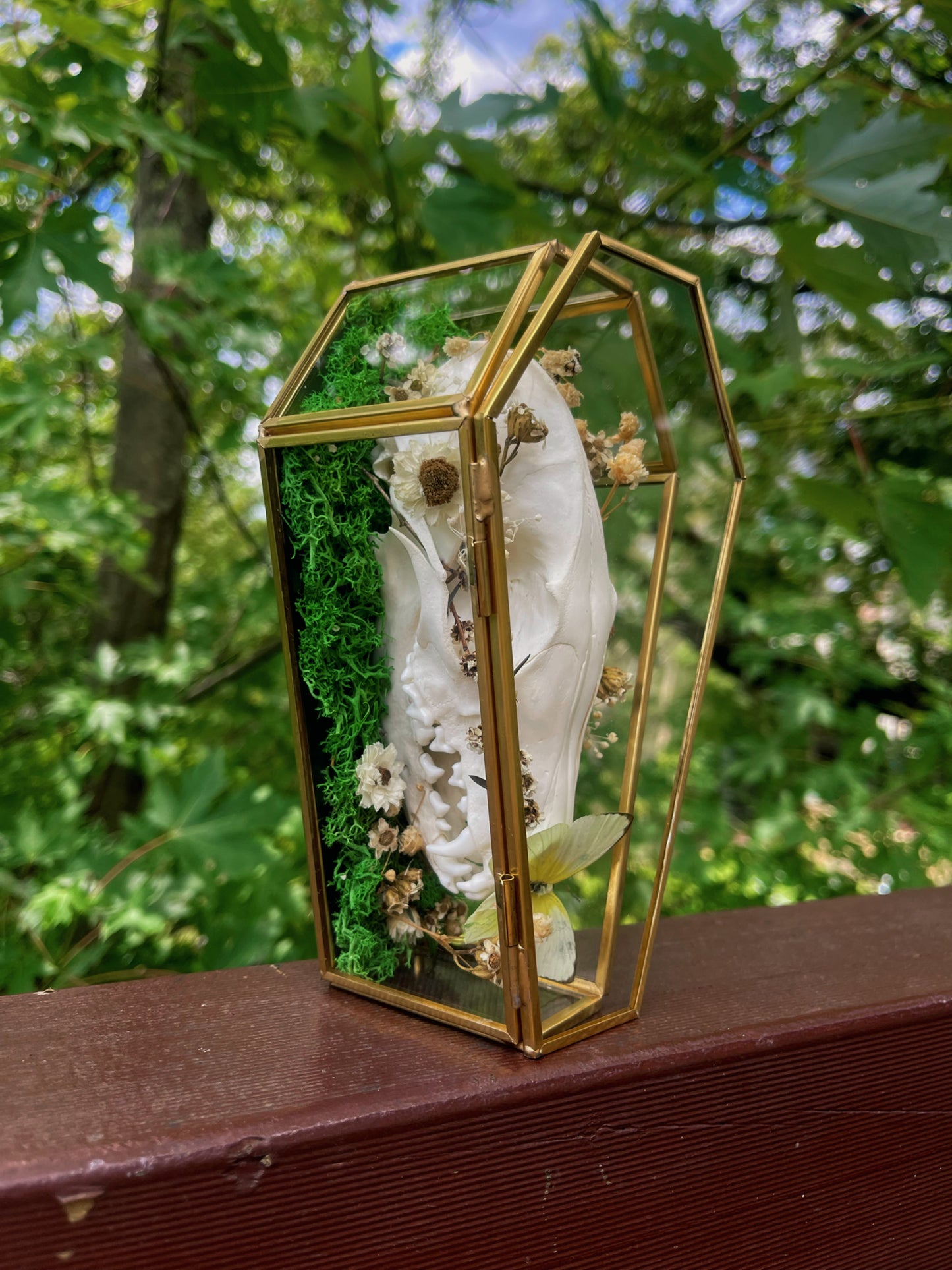 ‘Glimmers’ fox skull in glass coffin