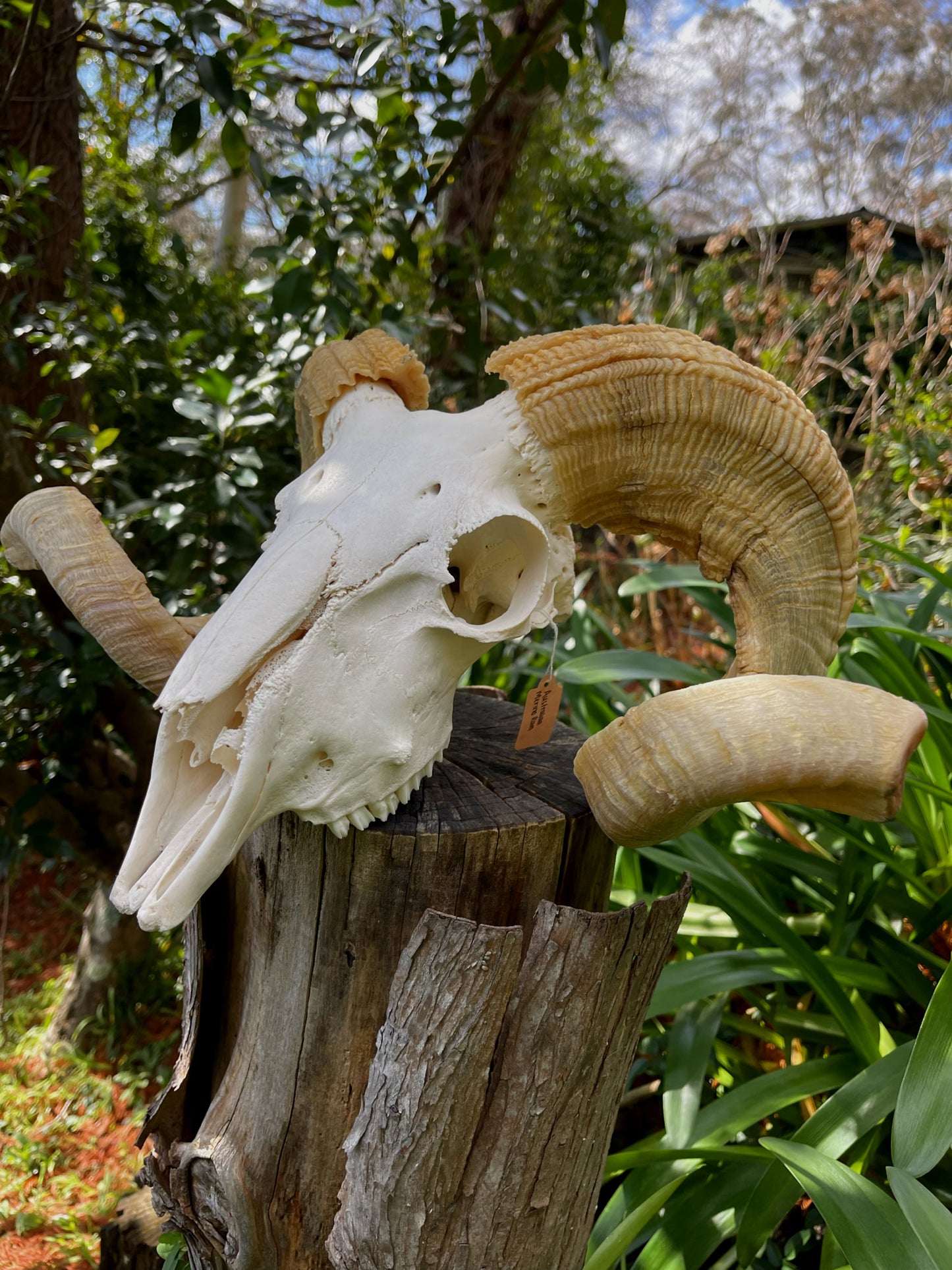 Australian Merino Ram Skull