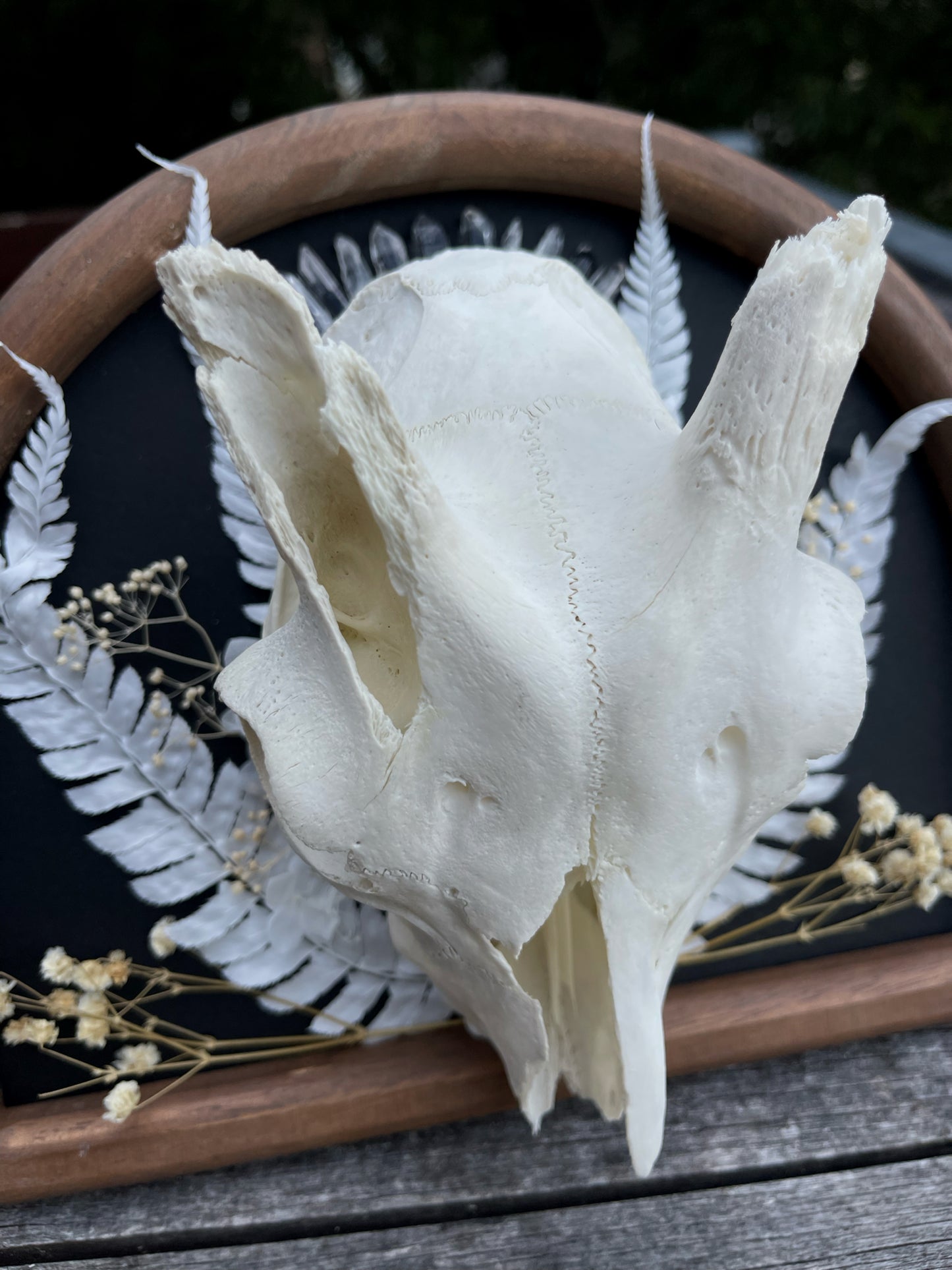 ‘Silver Lining’ Goat Skull Frame
