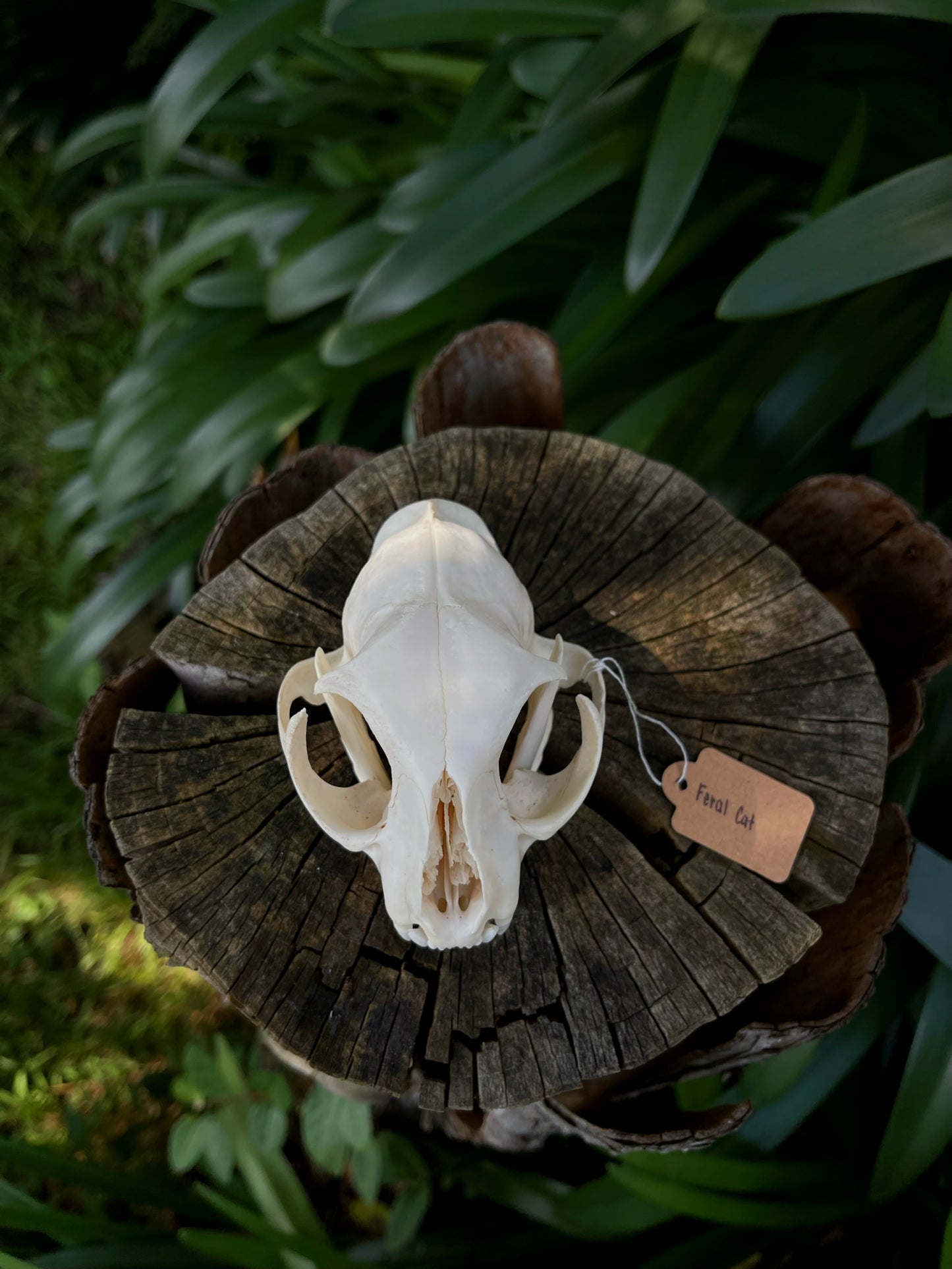XL Feral Cat skull (B-Grade)