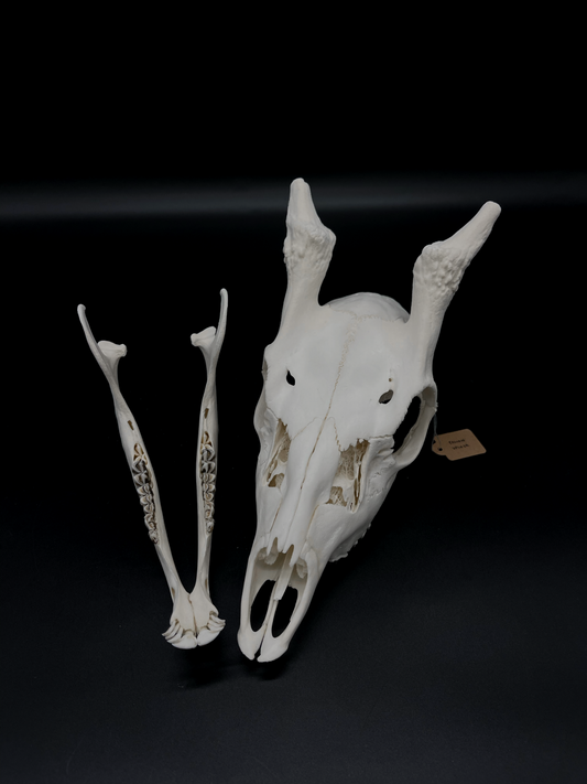 A Grade Yearling Fallow Spiker Skull