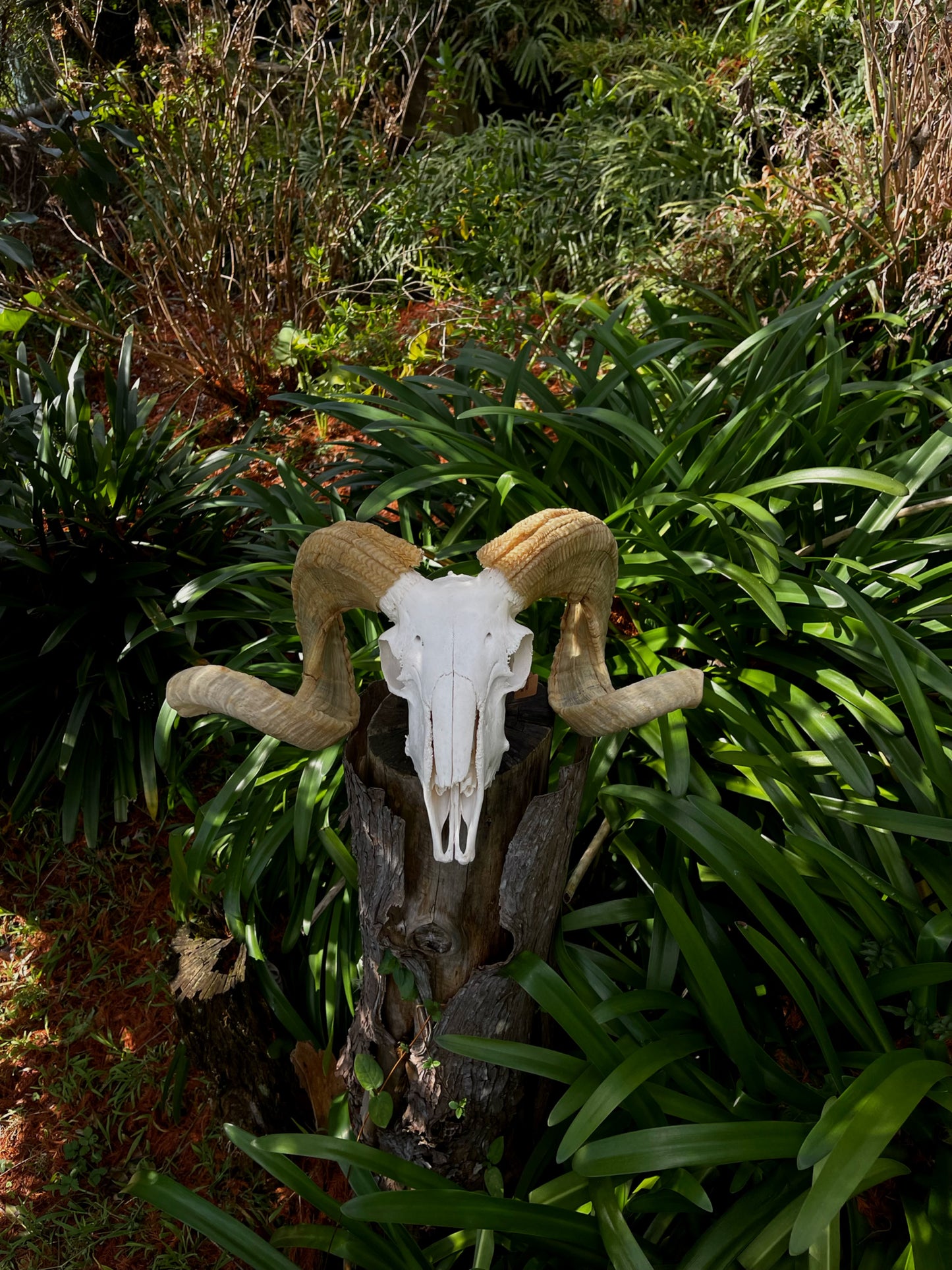 Australian Merino Ram Skull