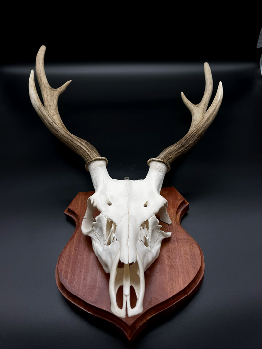 Chital Stag Euro Mount