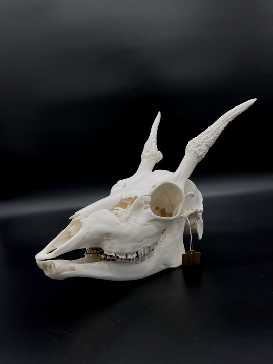 A+ Grade Fallow Spiker Skull With Mandibles