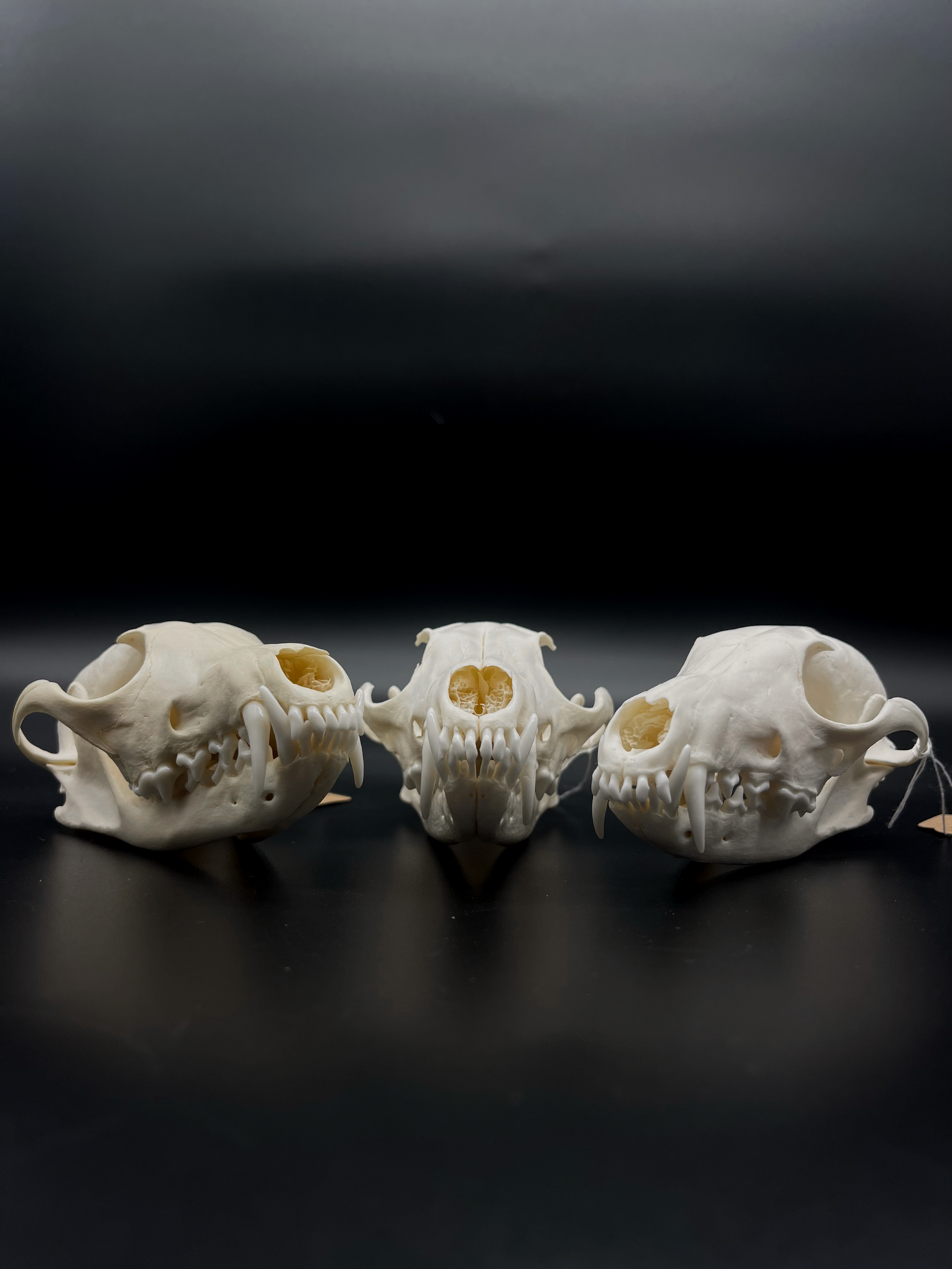 A+ Grade Red Fox Skull
