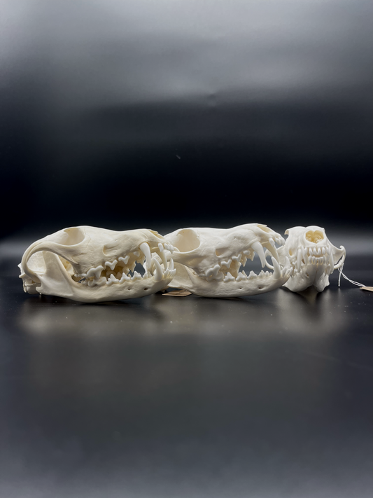 A+ Grade Red Fox Skull