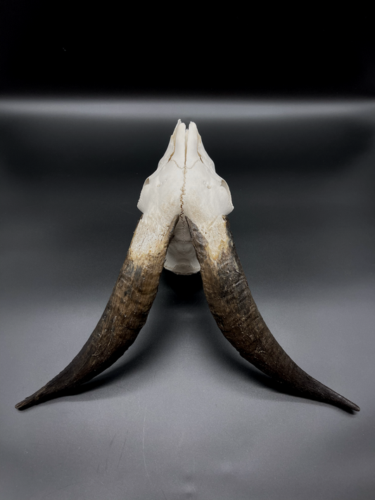 Feral Goat Skull (CRAFT GRADE)