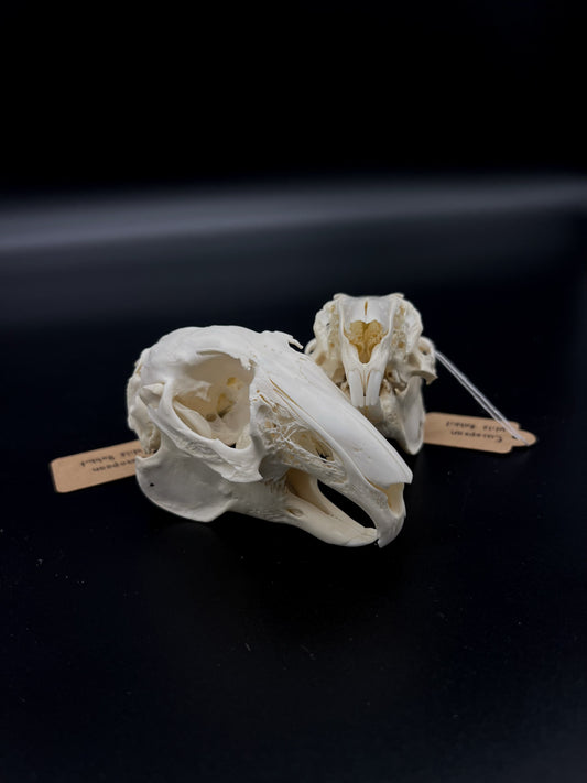 (B Grade) European Rabbit Skull