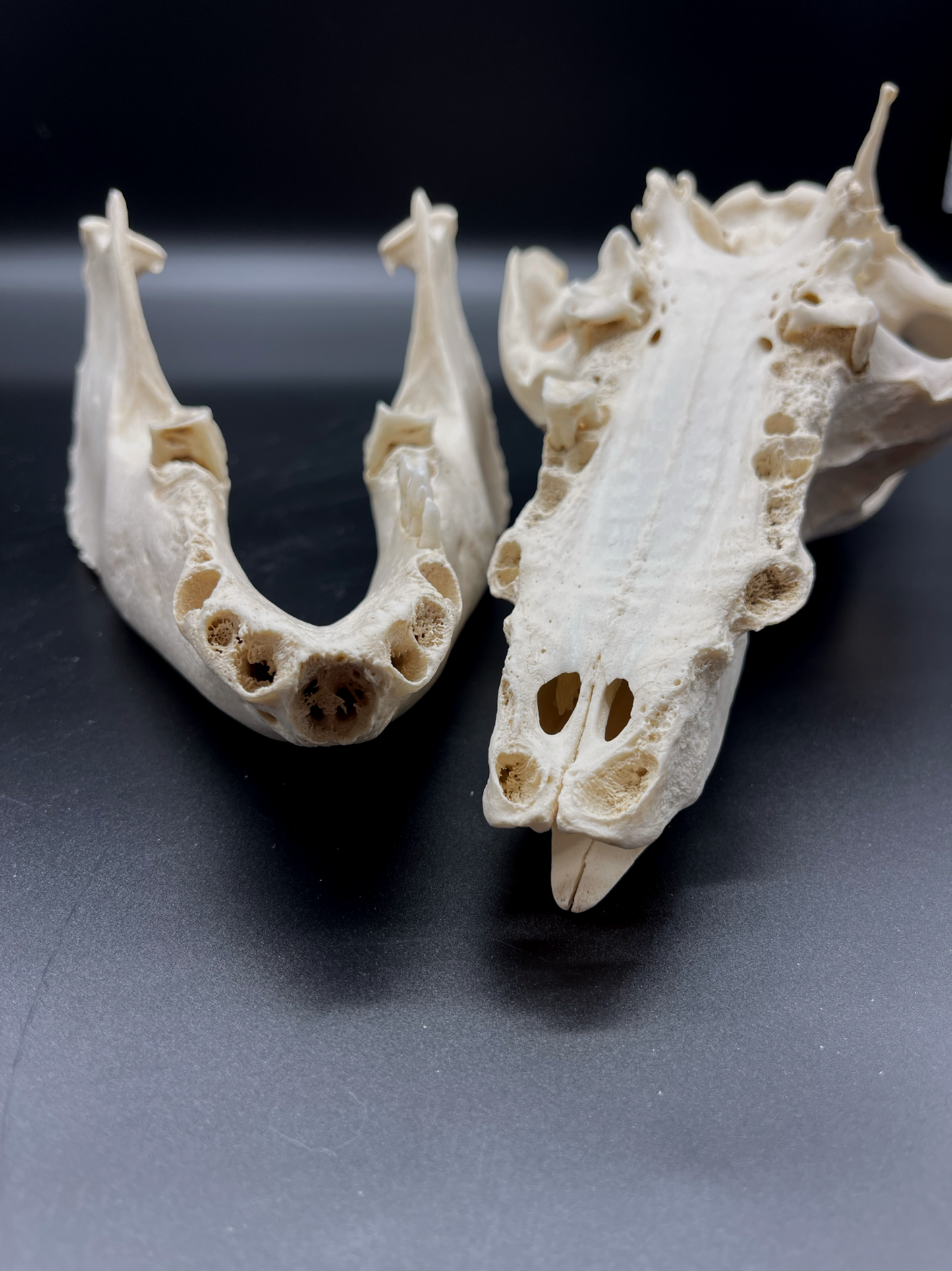 Pathological Geriatric Sow