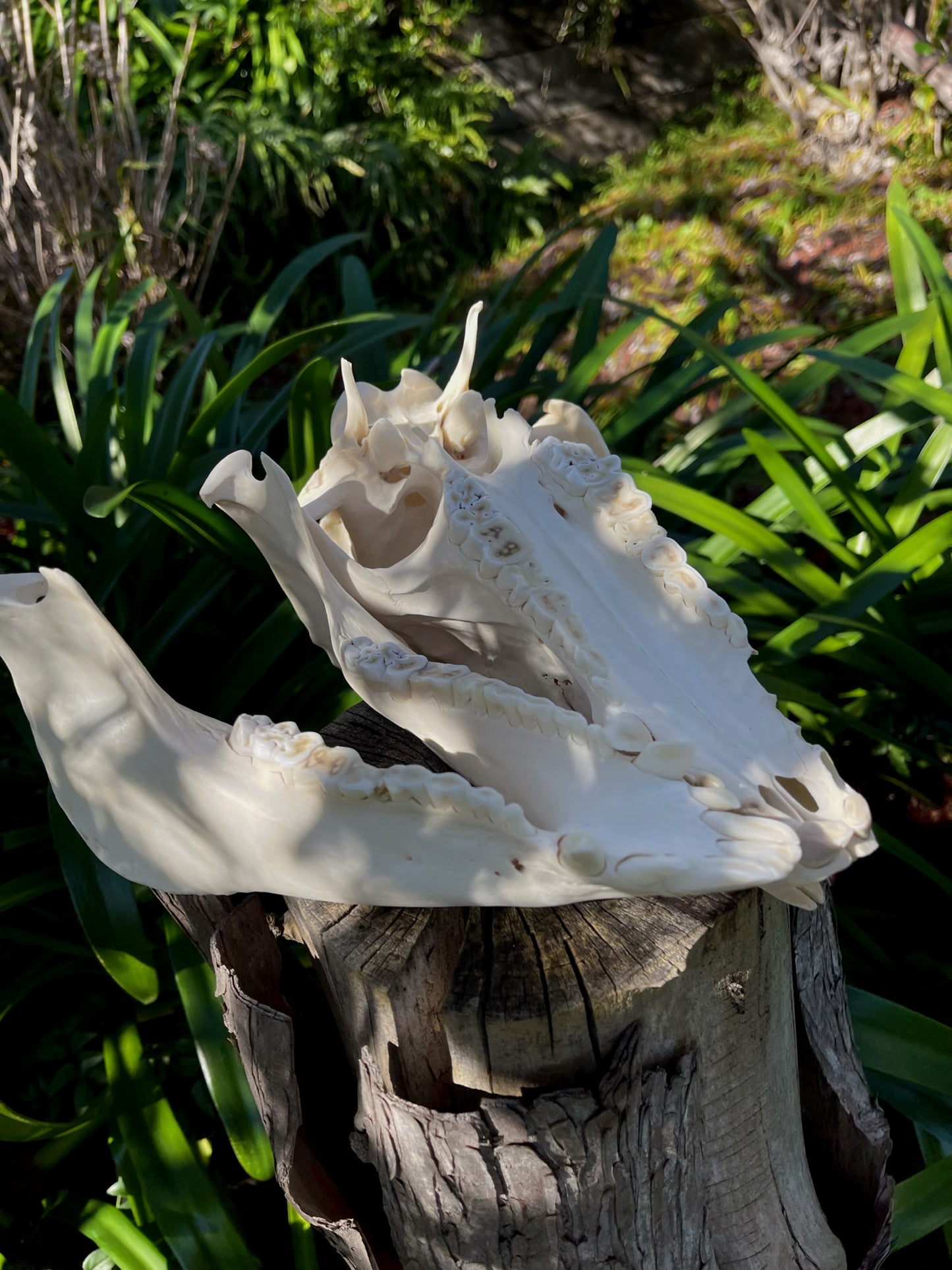 Geriatric Wild Pig Skull