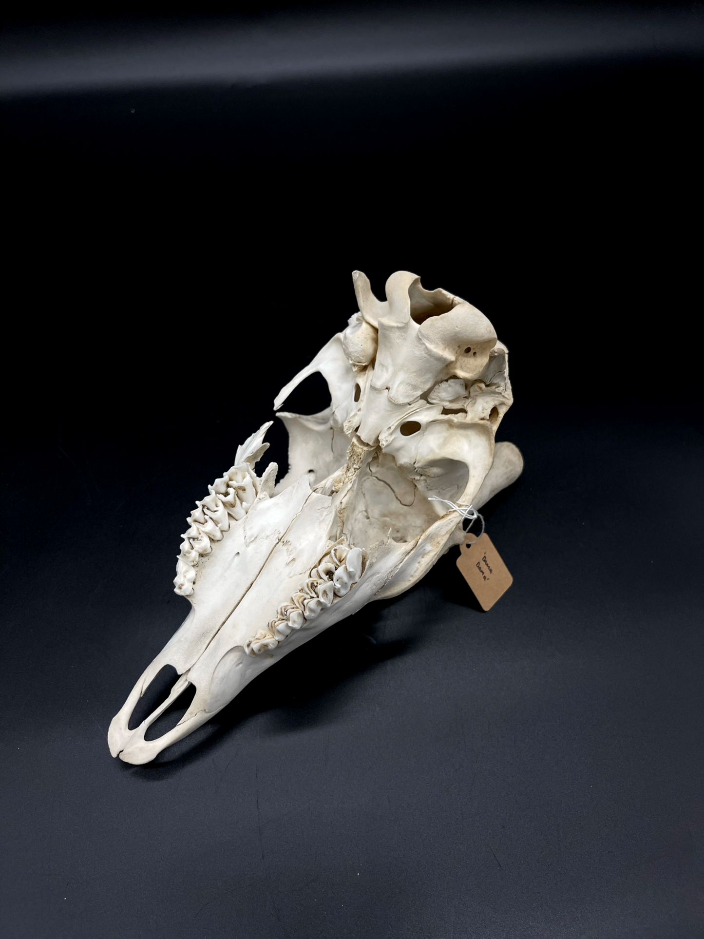 Craft Grade Fallow Spiker Skull