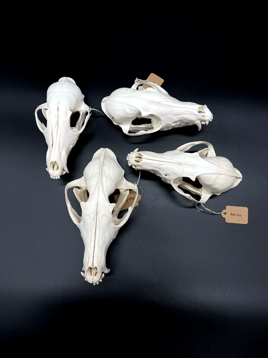B Grade Red Fox Skull
