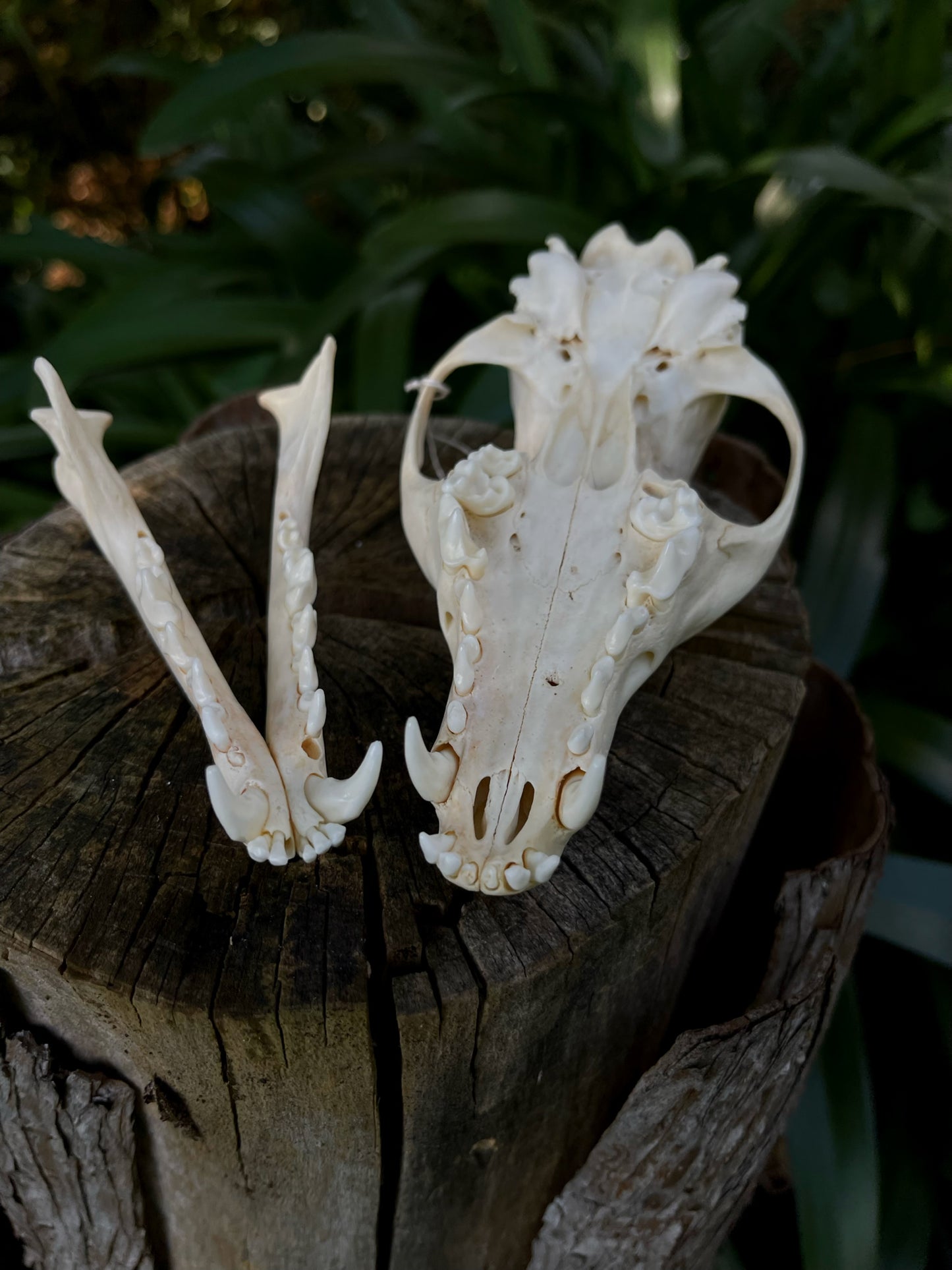 Red Fox skull (B Grade)