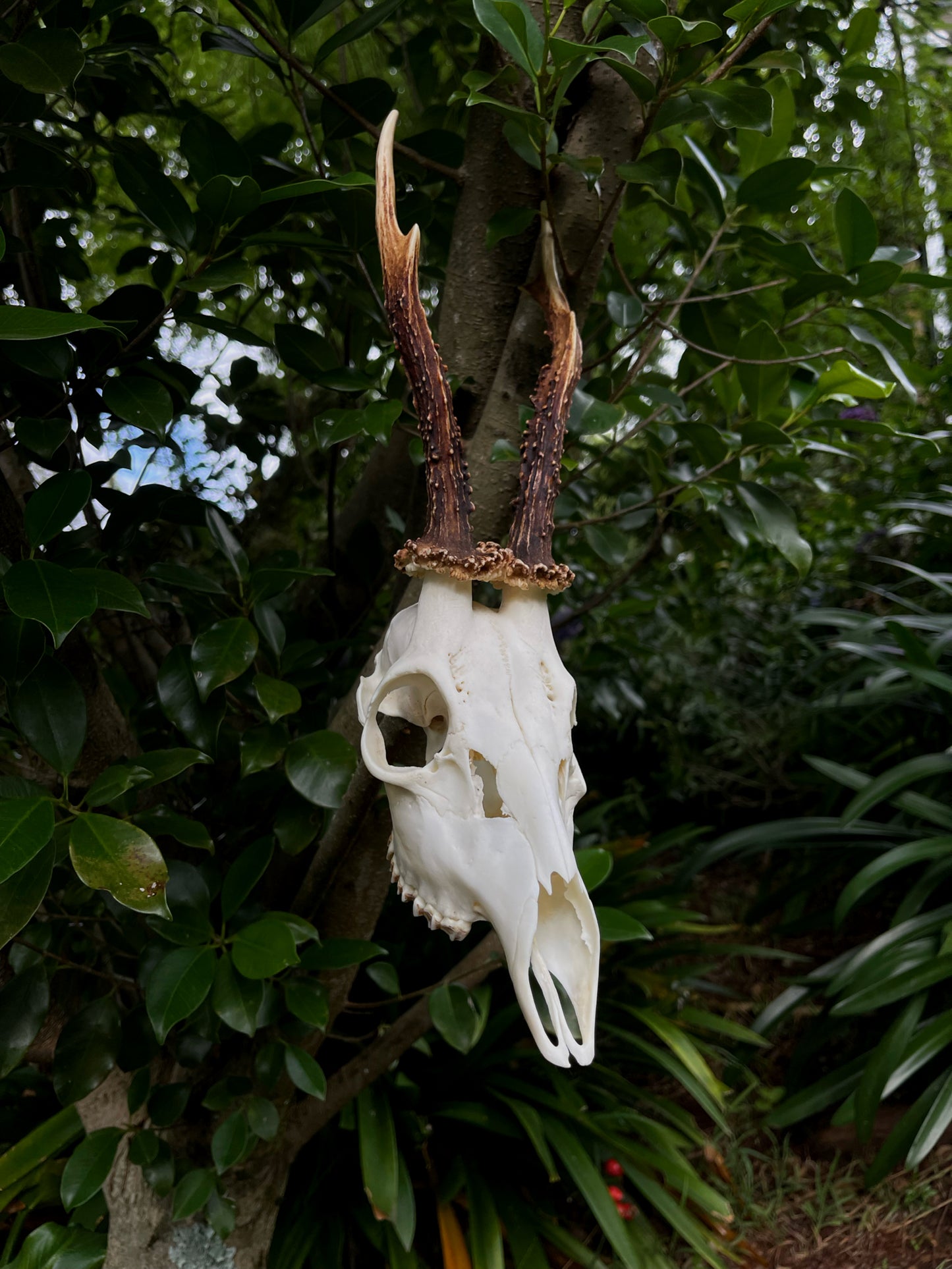 8” Roe Deer Skull (Poland)