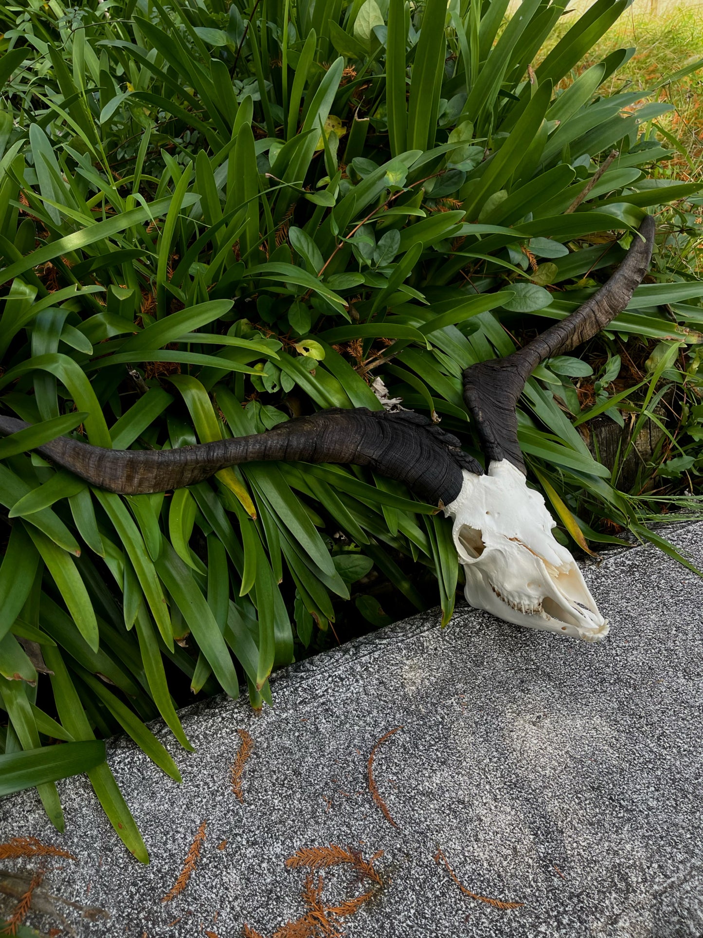 34” Billy Goat Skull/ Euro mount (MANDIBLES INCLUDED)
