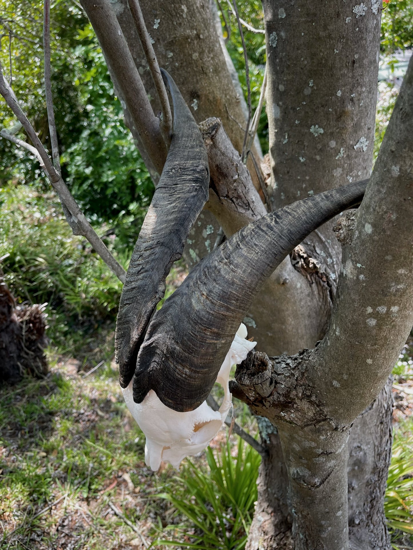 Billy Goat Skull