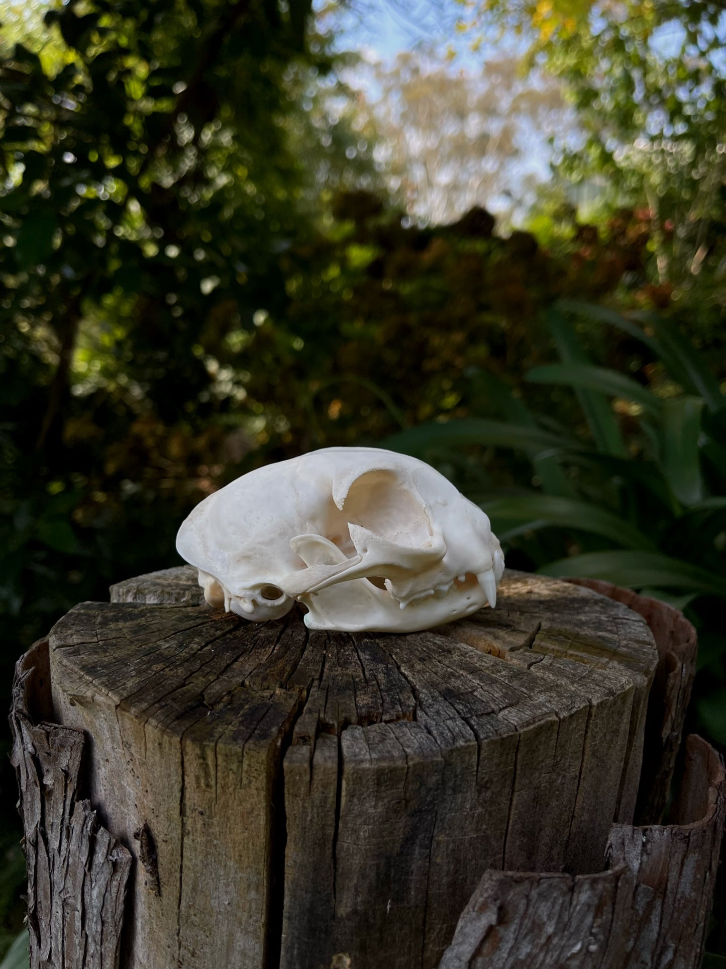 XL Feral Cat skull (B-Grade)