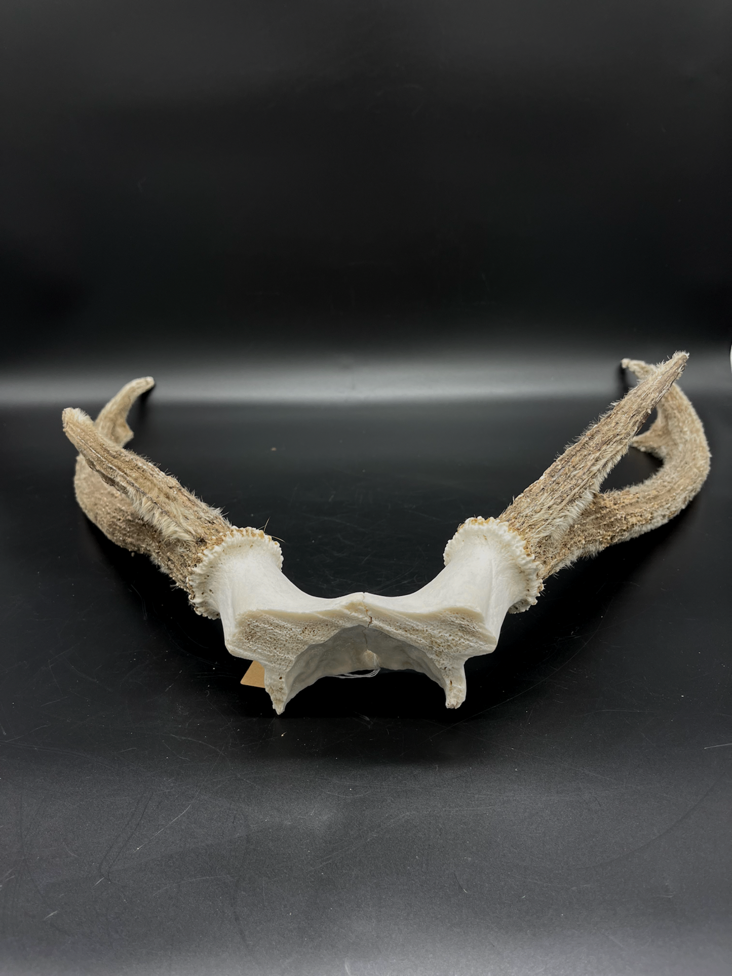 Sambar Antlers in Hard Velvet