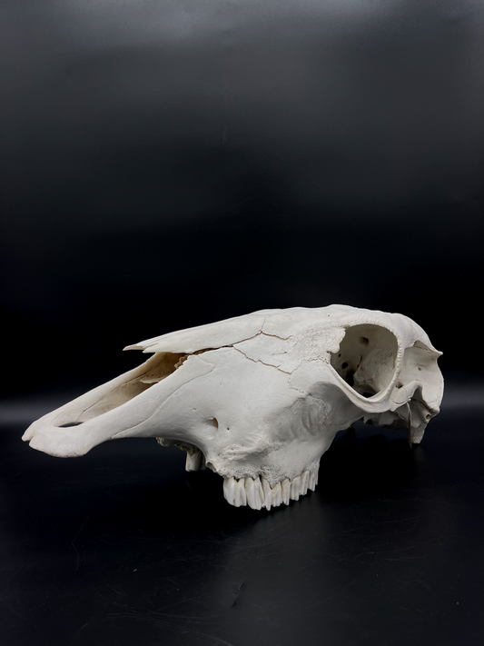 A- Grade Brahman Cow Skull