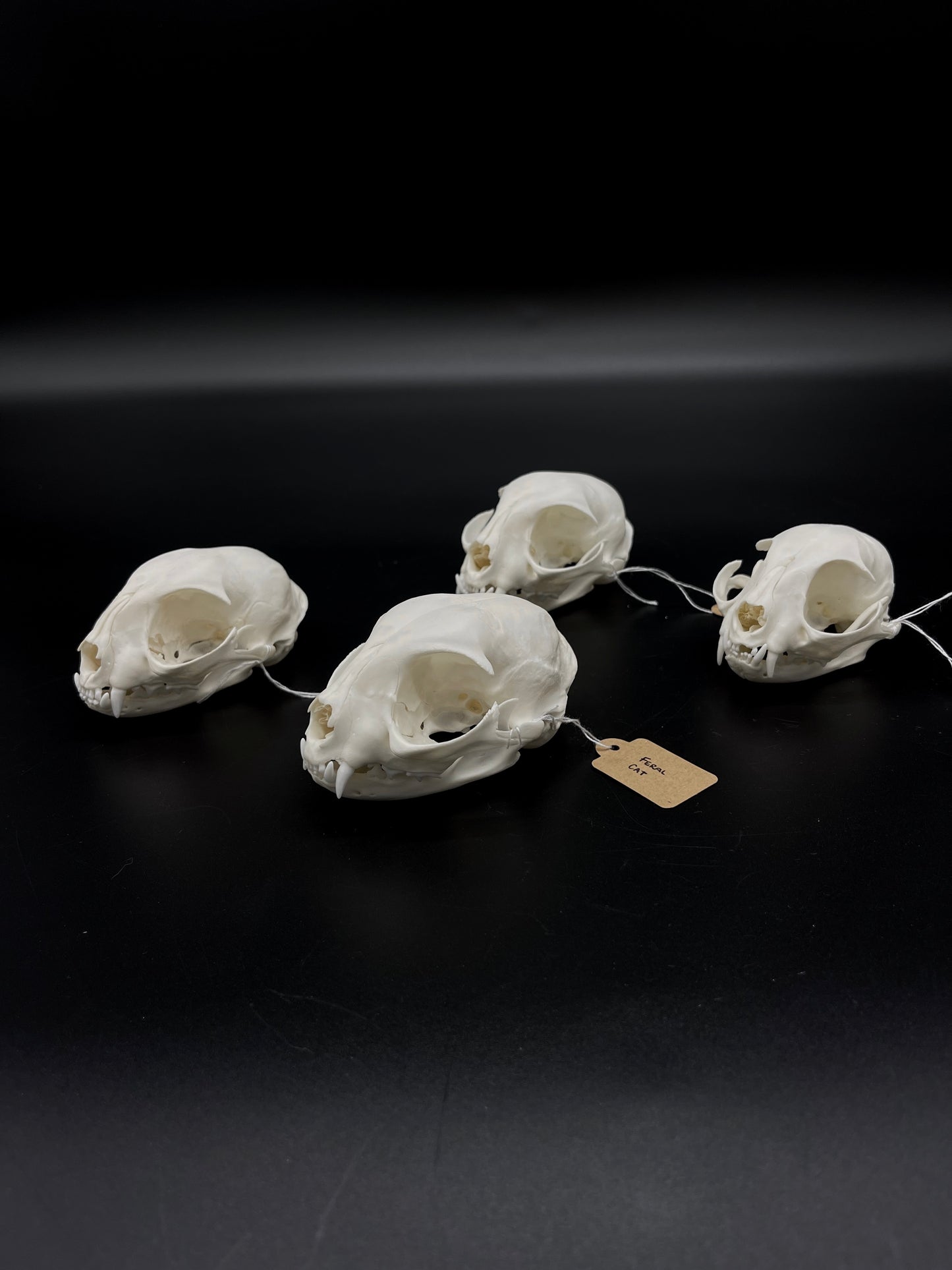 A- Grade Feral Cat Skull
