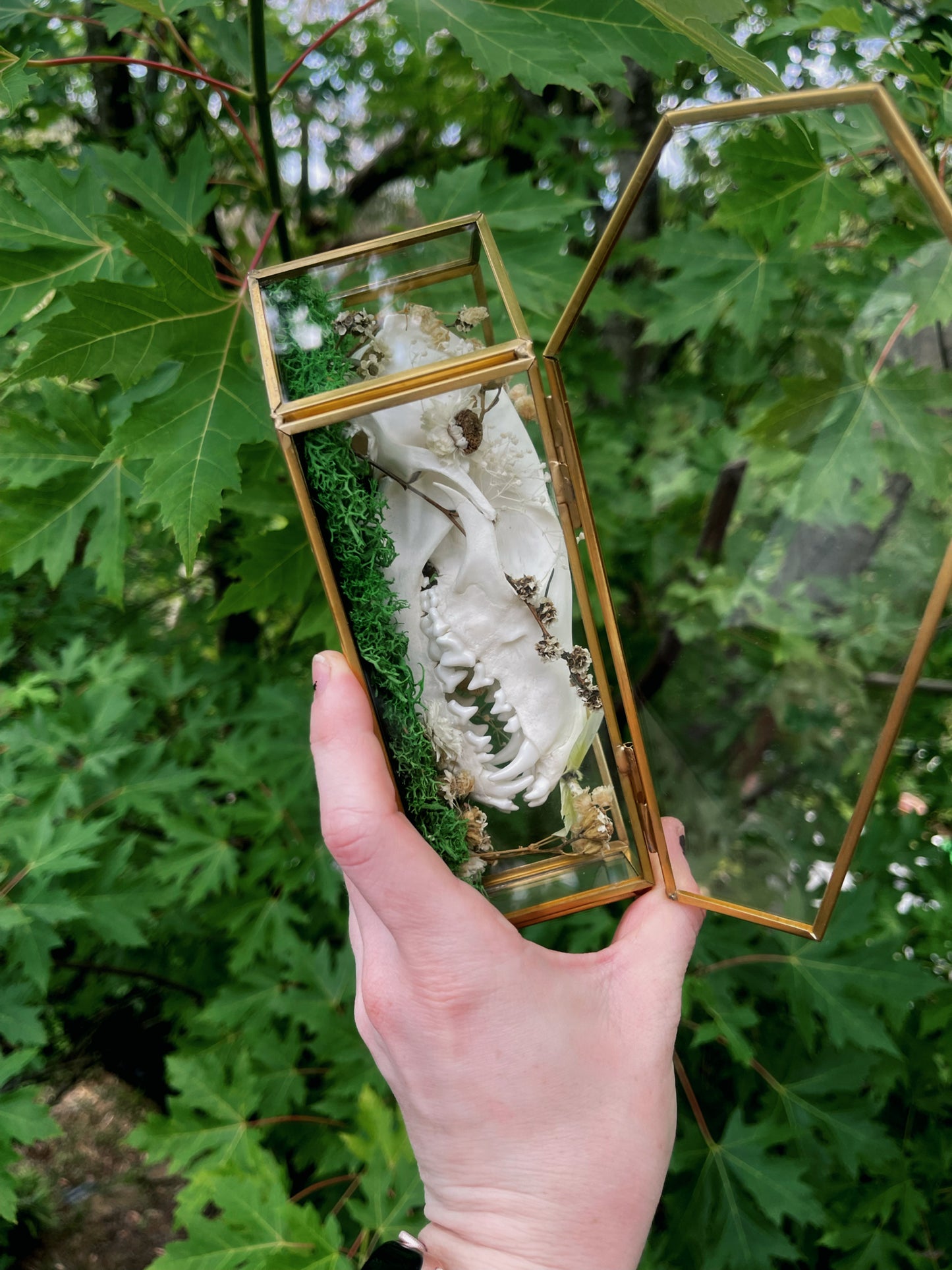 ‘Glimmers’ fox skull in glass coffin