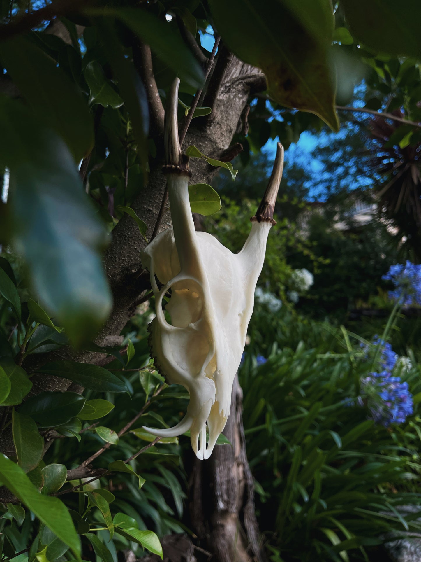 Reeves' muntjac skull (Muntiacus reevesi)