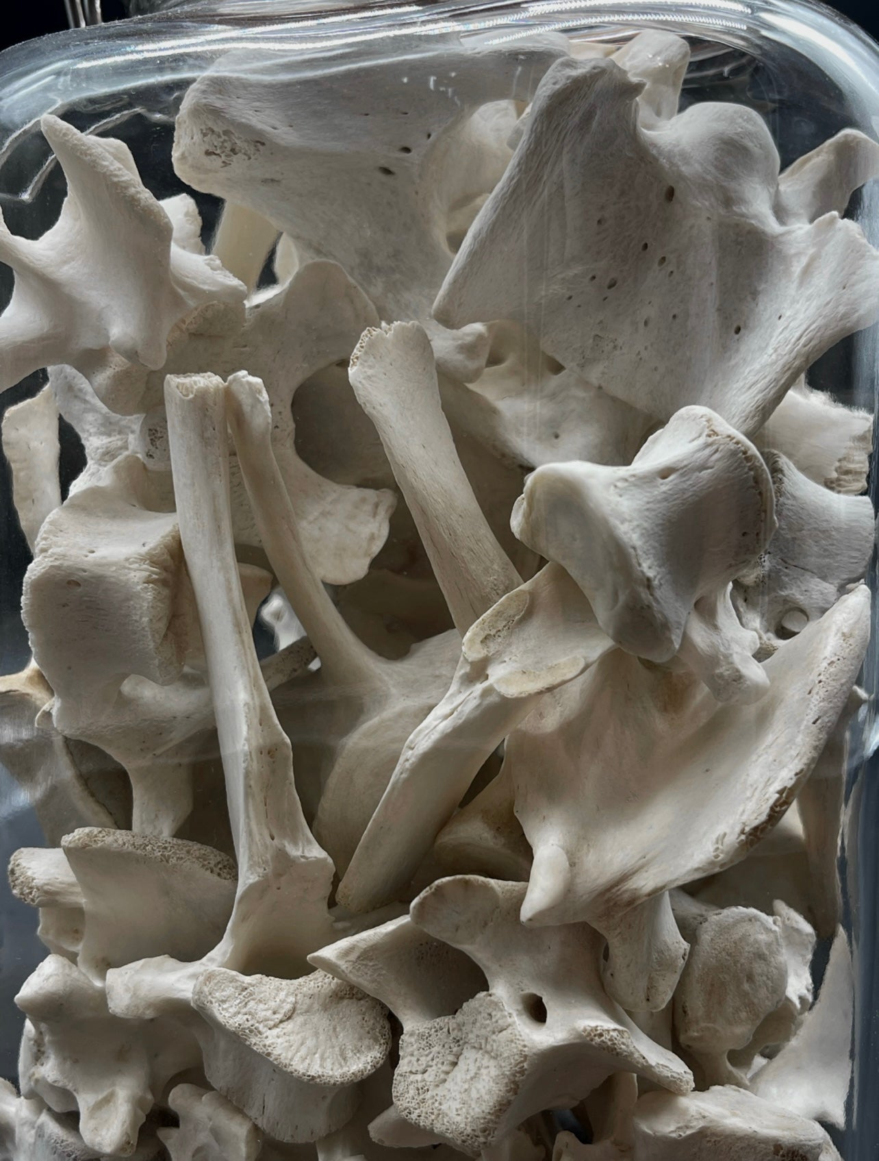Sheep Vertebrae