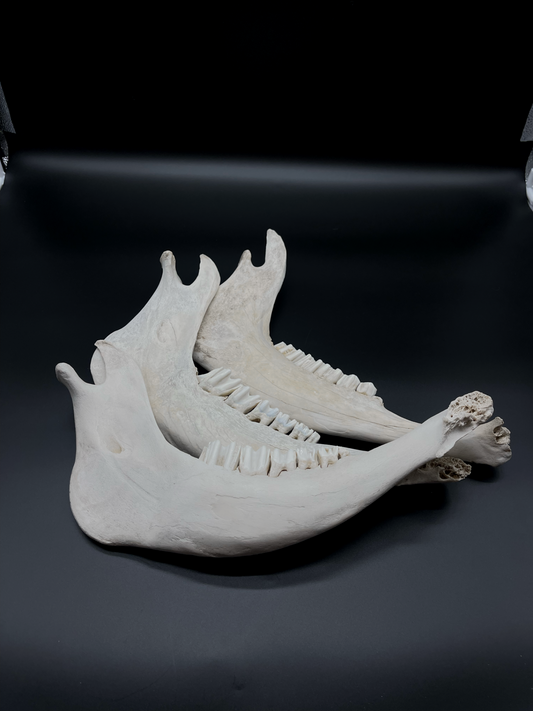 Cattle Mandible (CRAFT CRADE)