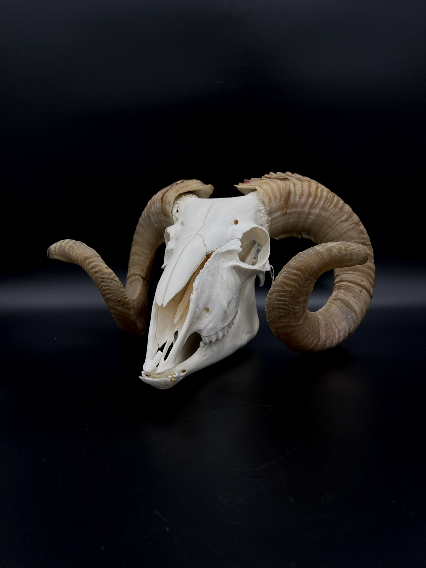 B Grade Merino Ram Skull with Mandibles