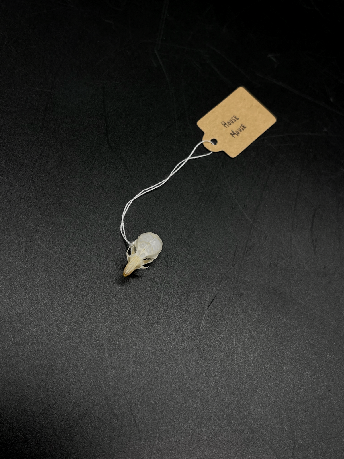B Grade House Mouse Skull